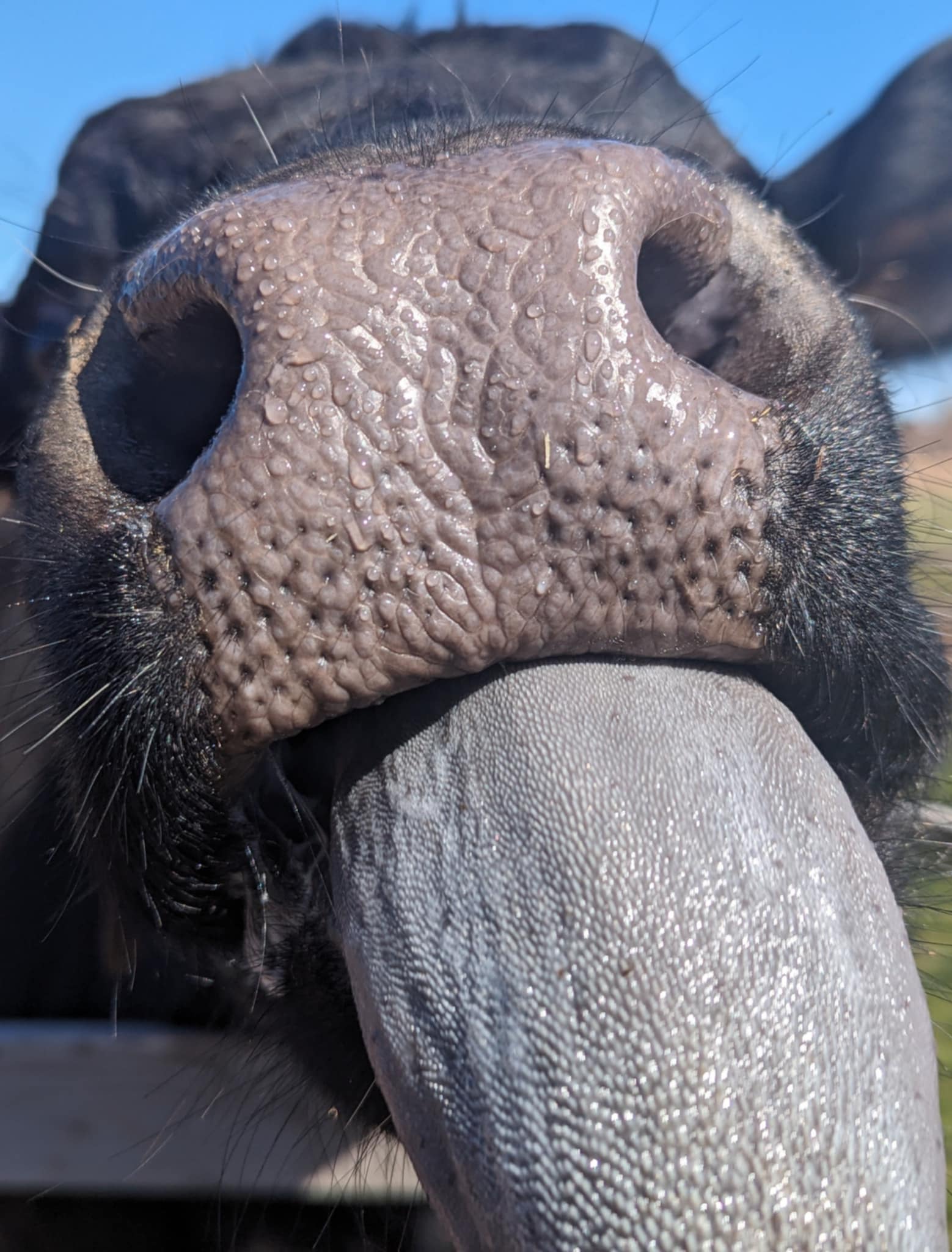 FORGET ME NOT HEALING BARN's image