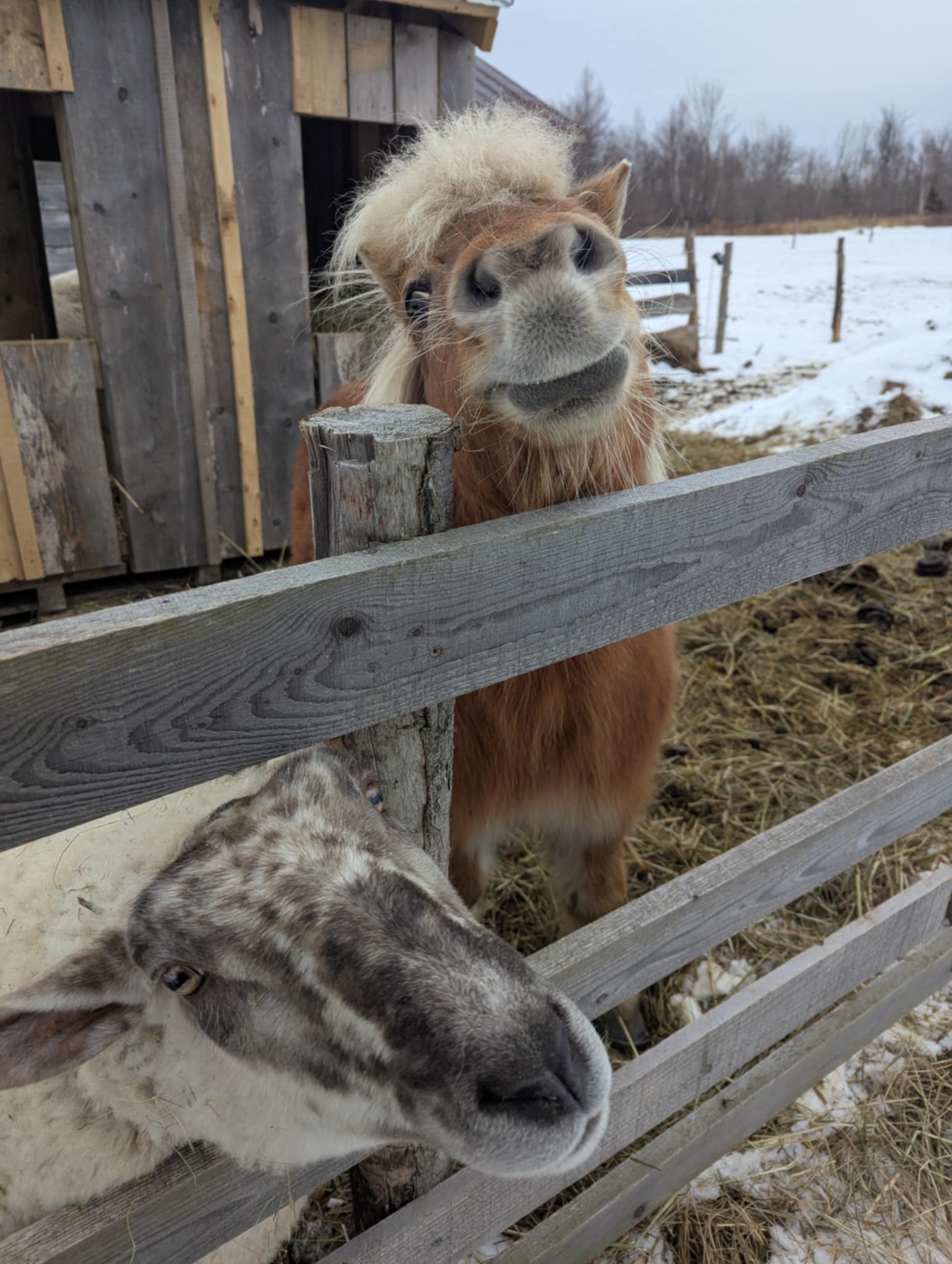 FORGET ME NOT HEALING BARN's image