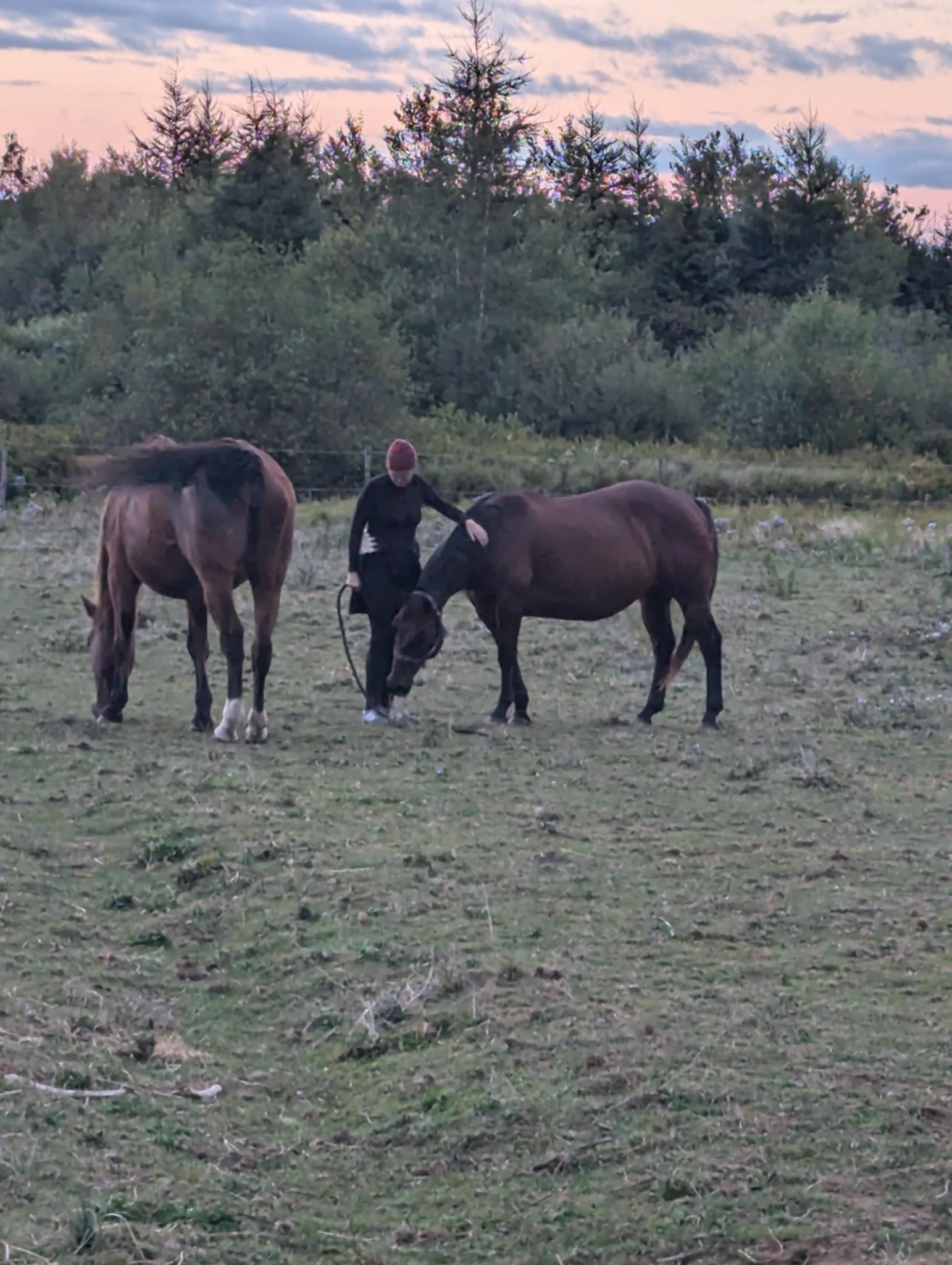 FORGET ME NOT HEALING BARN's image