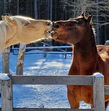 FORGET ME NOT HEALING BARN's image