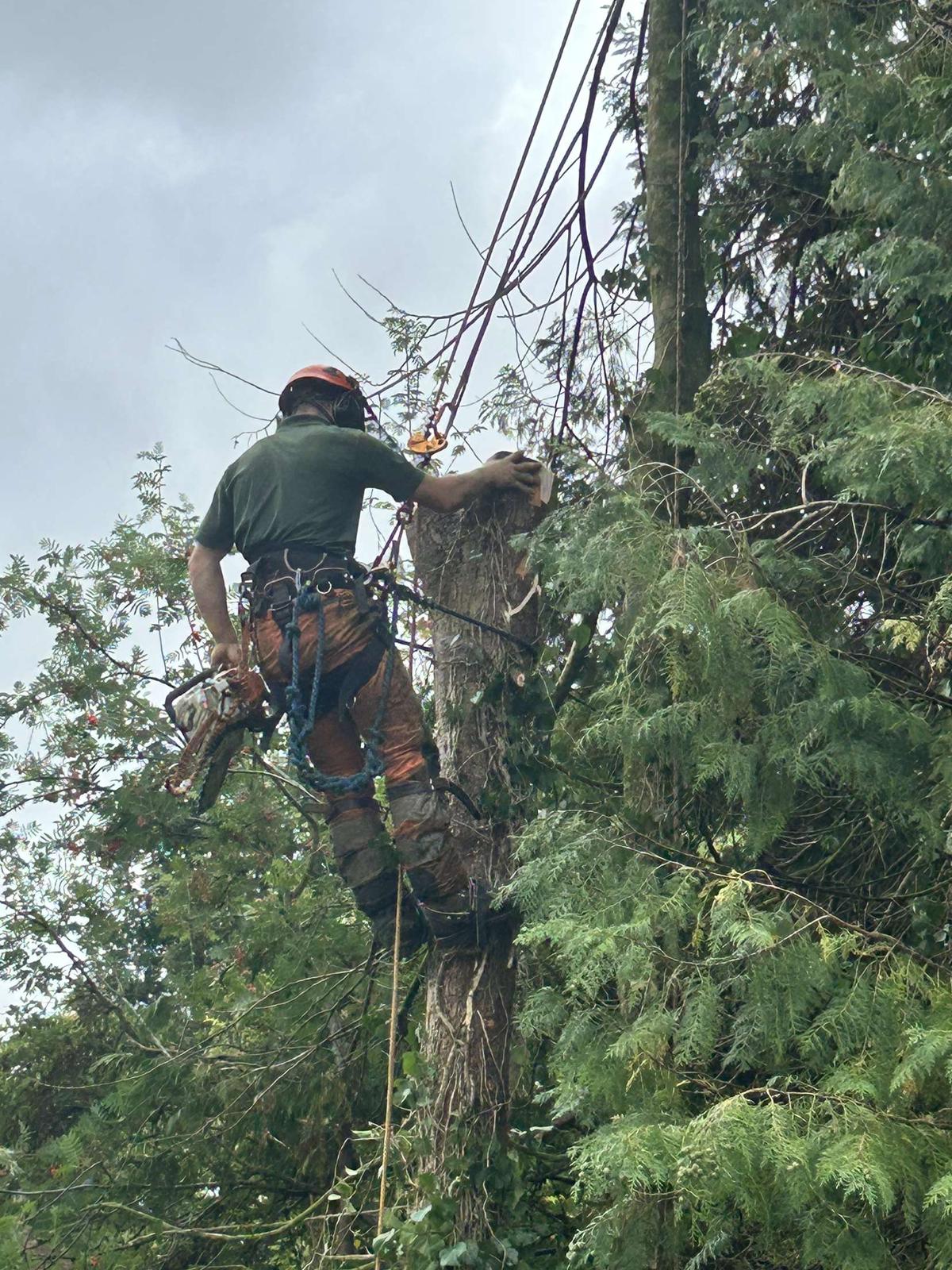 BWD Contractors's image