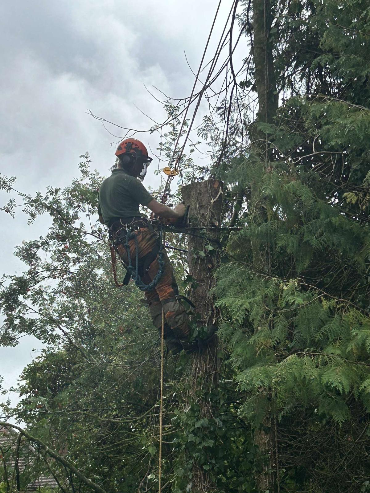 BWD Contractors's image