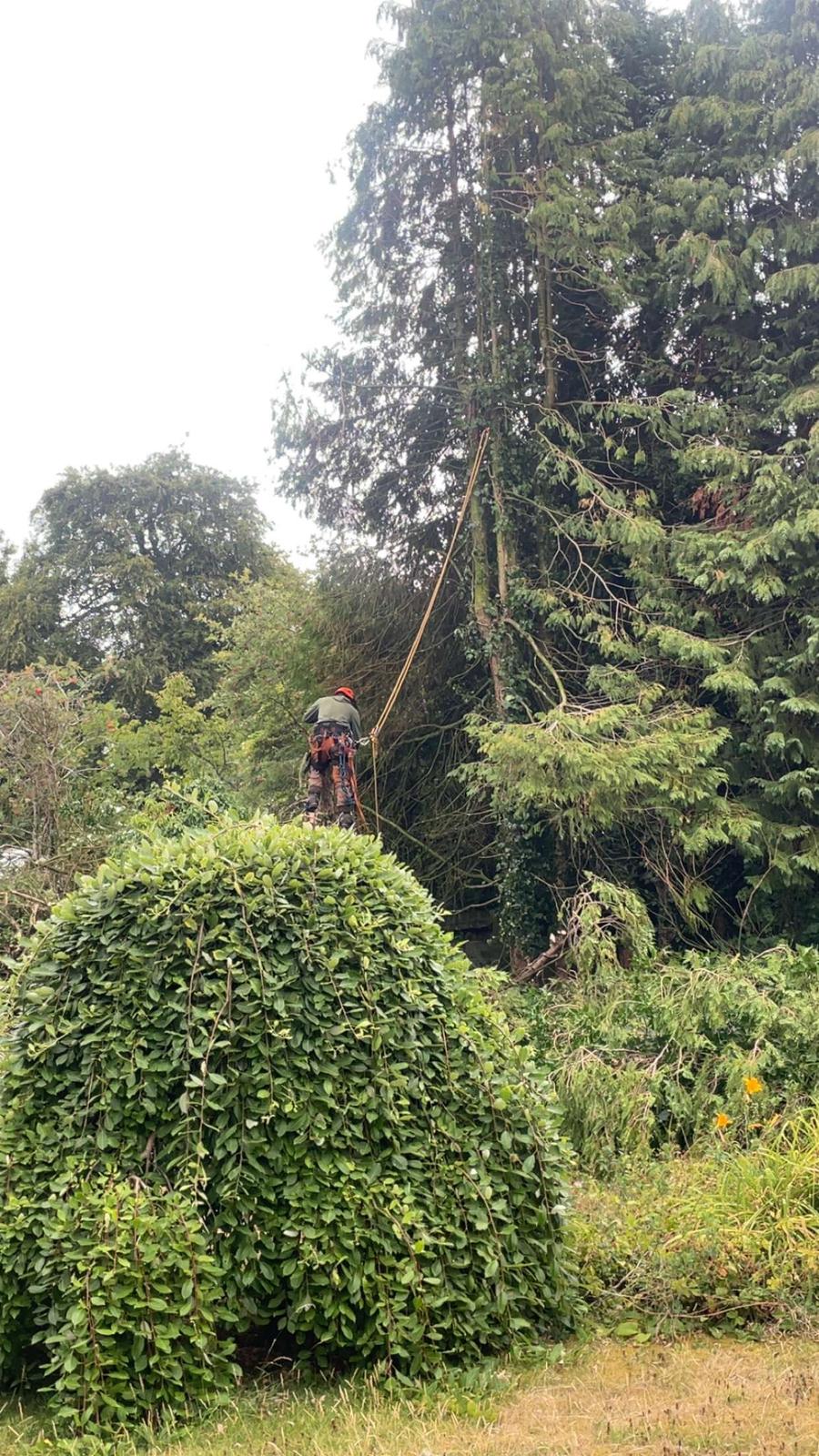 BWD Contractors's image