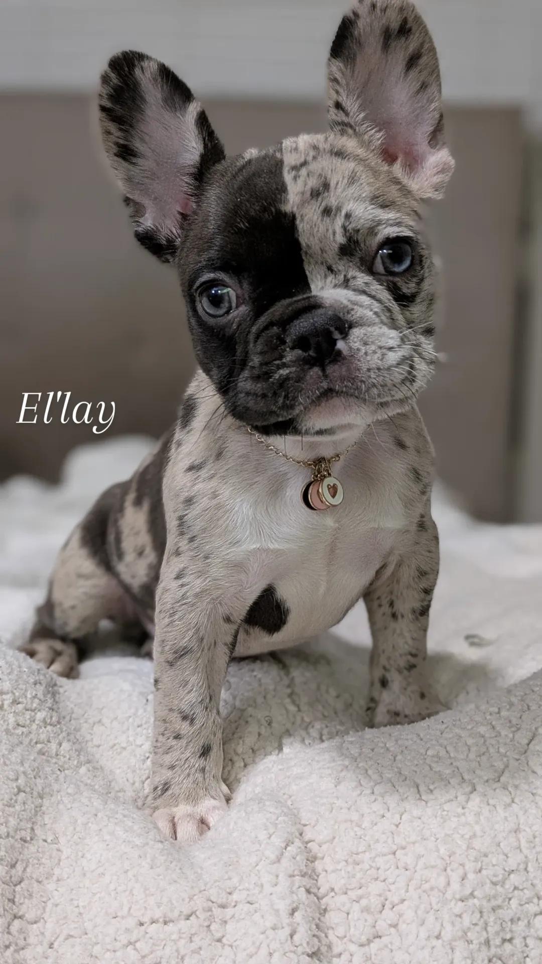 Bel-Air Frenchies's image