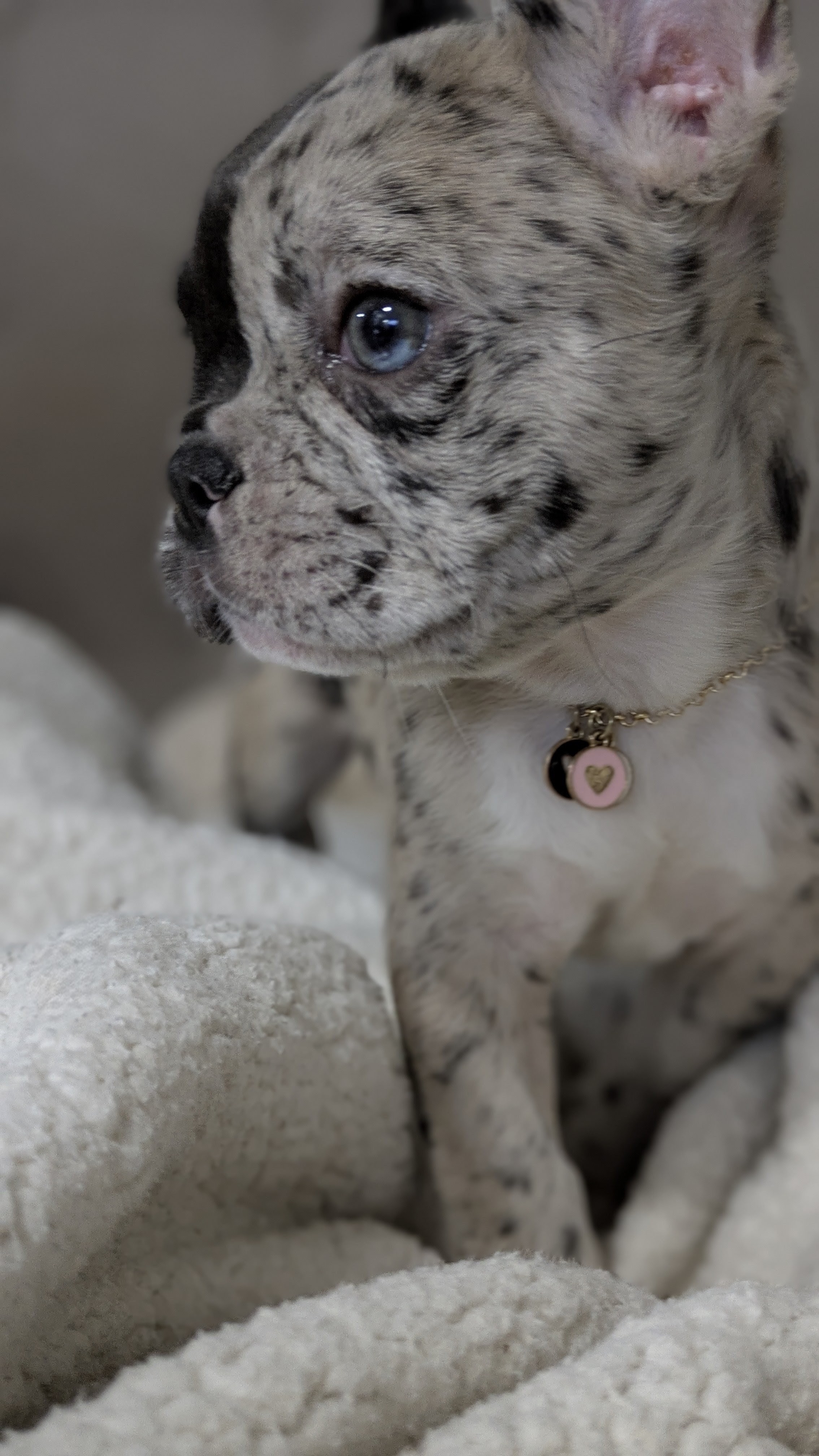 Bel-Air Frenchies's image