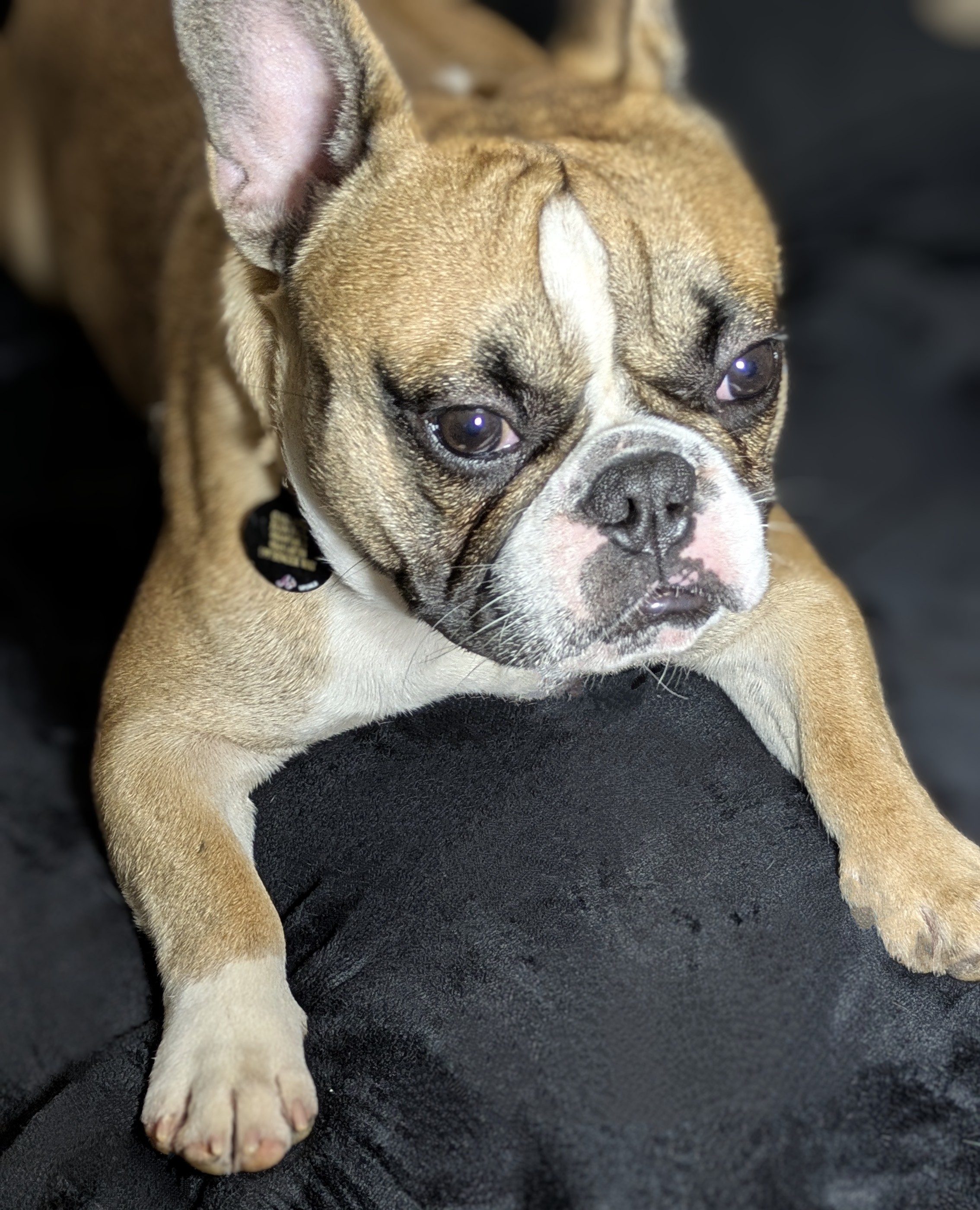 Bel-Air Frenchies's image