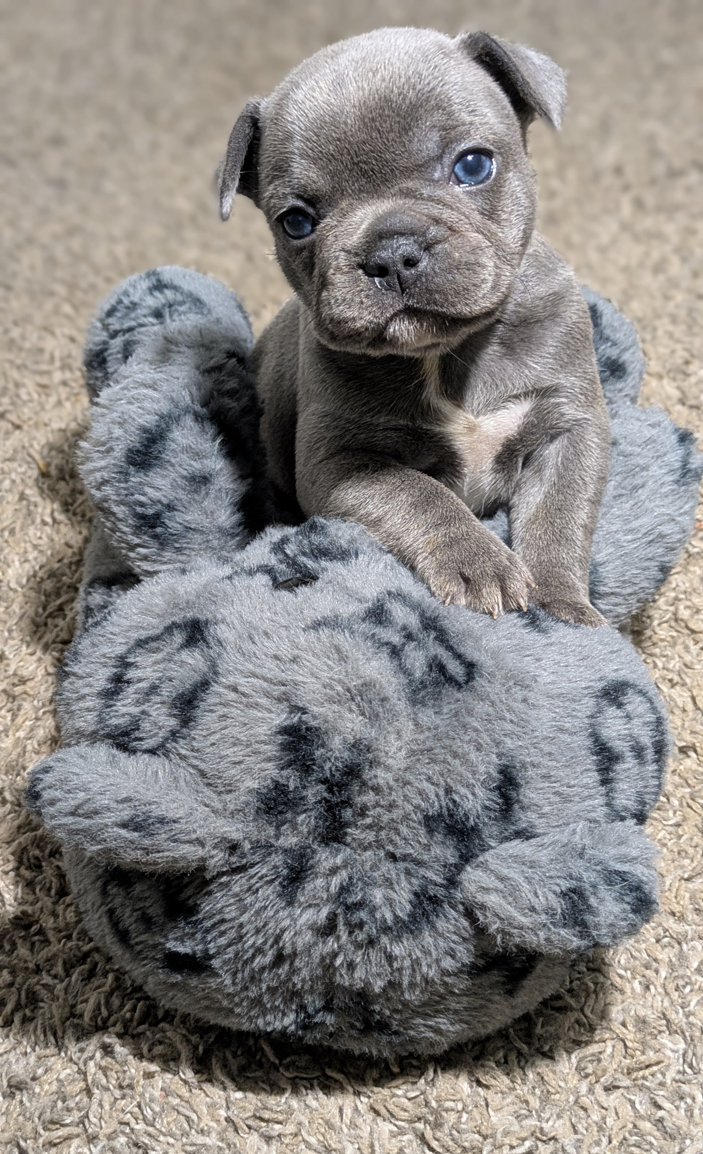 Bel-Air Frenchies's image