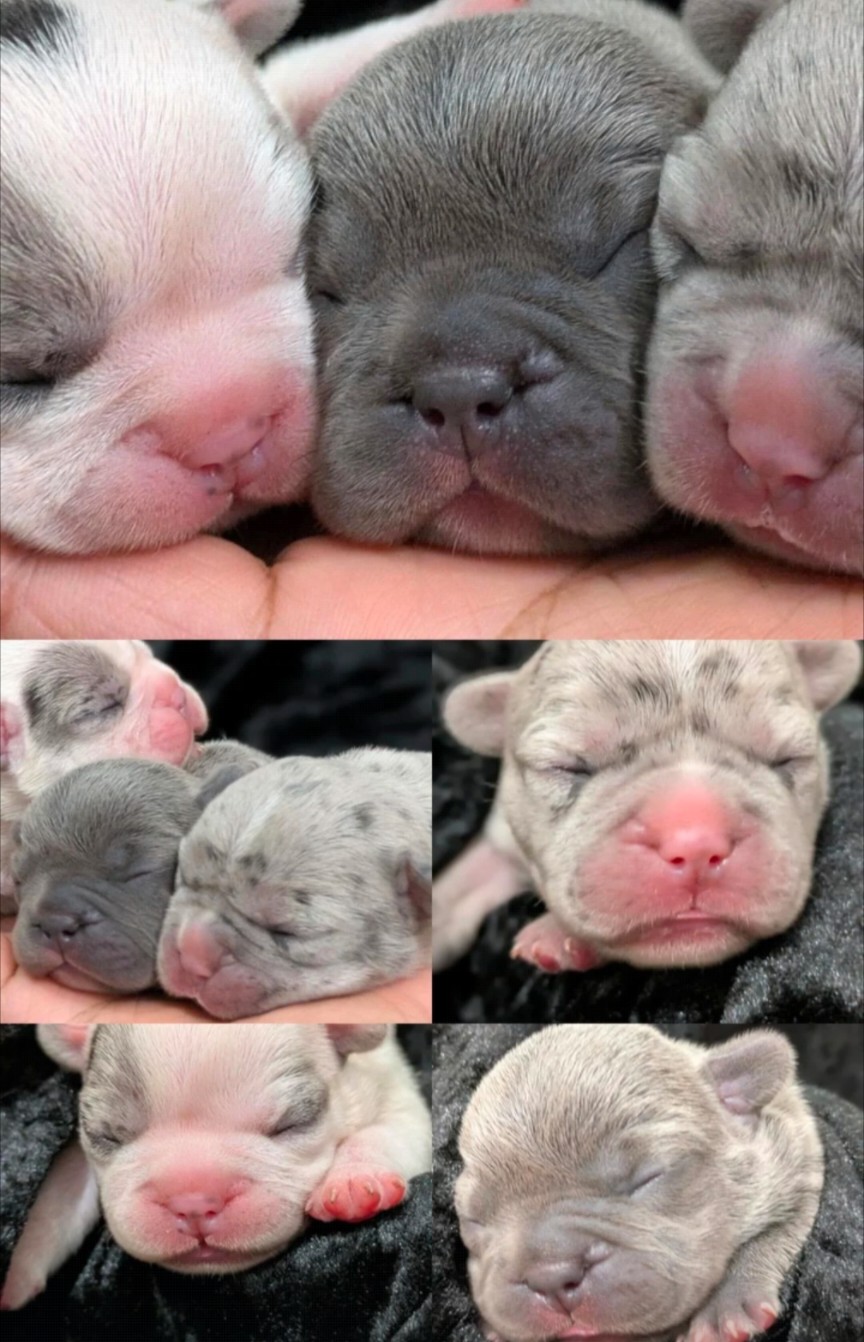 Bel-Air Frenchies's image