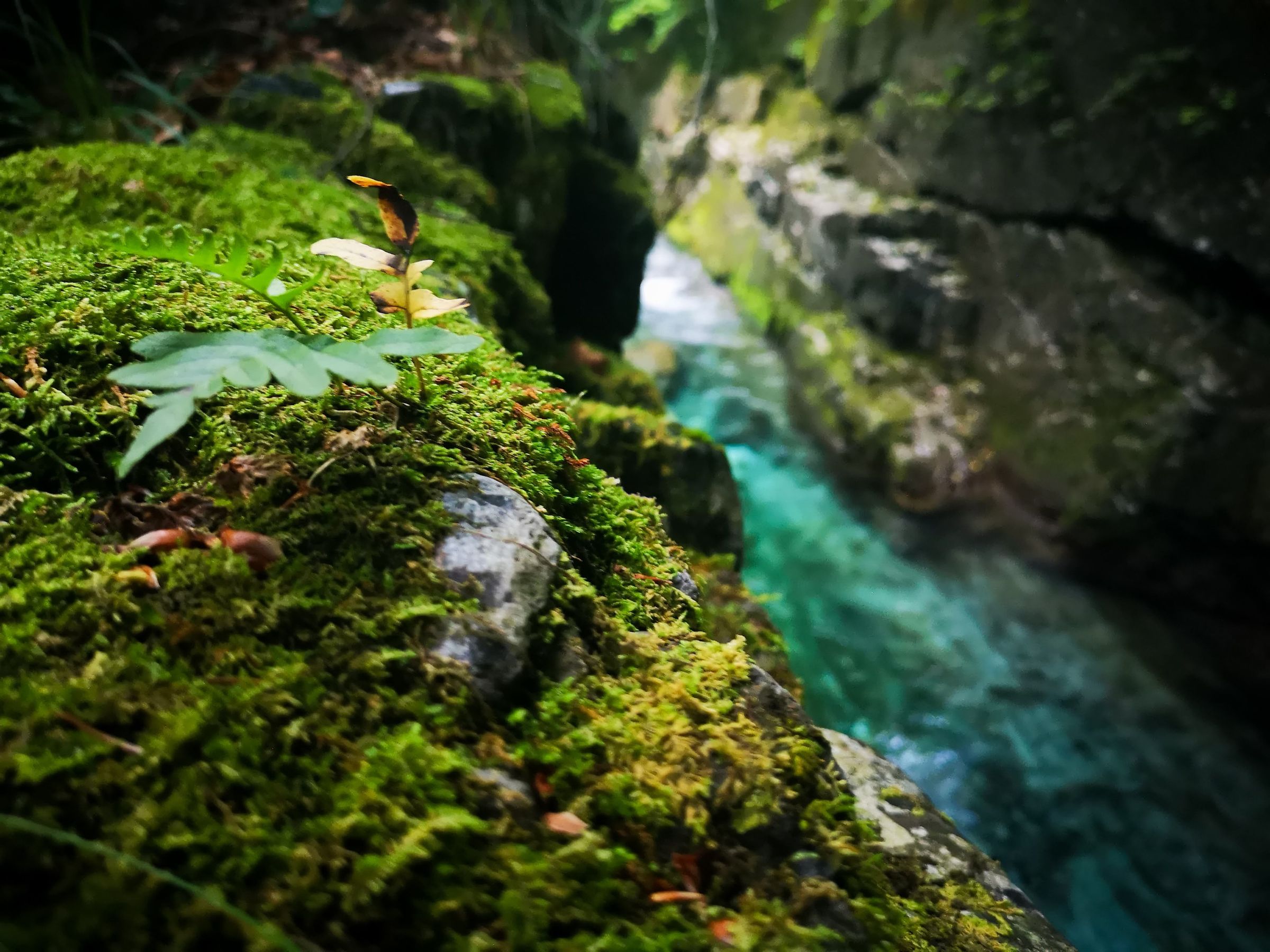 Green Getaways Slovenia's image