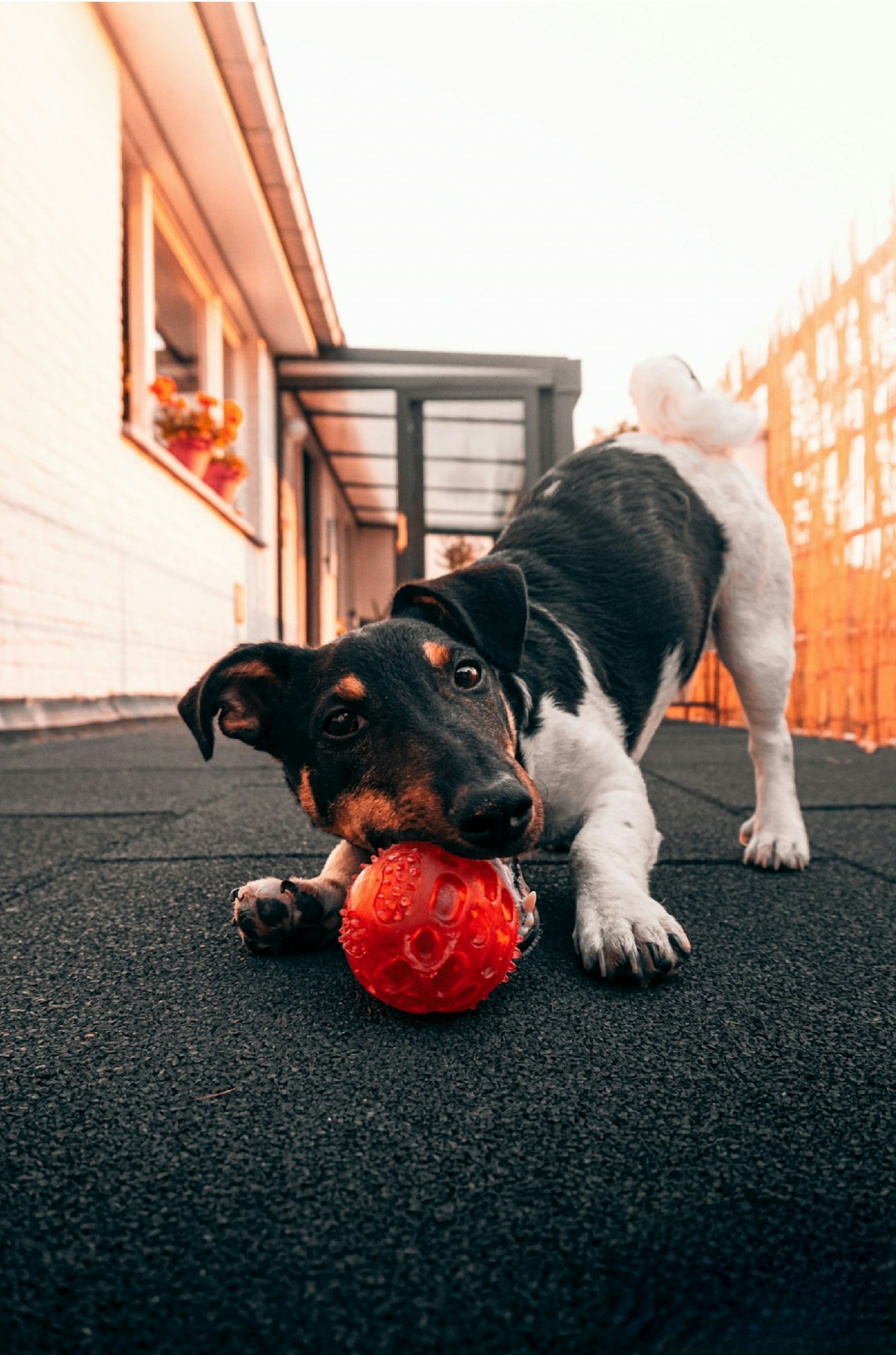 Pets Are Family's image