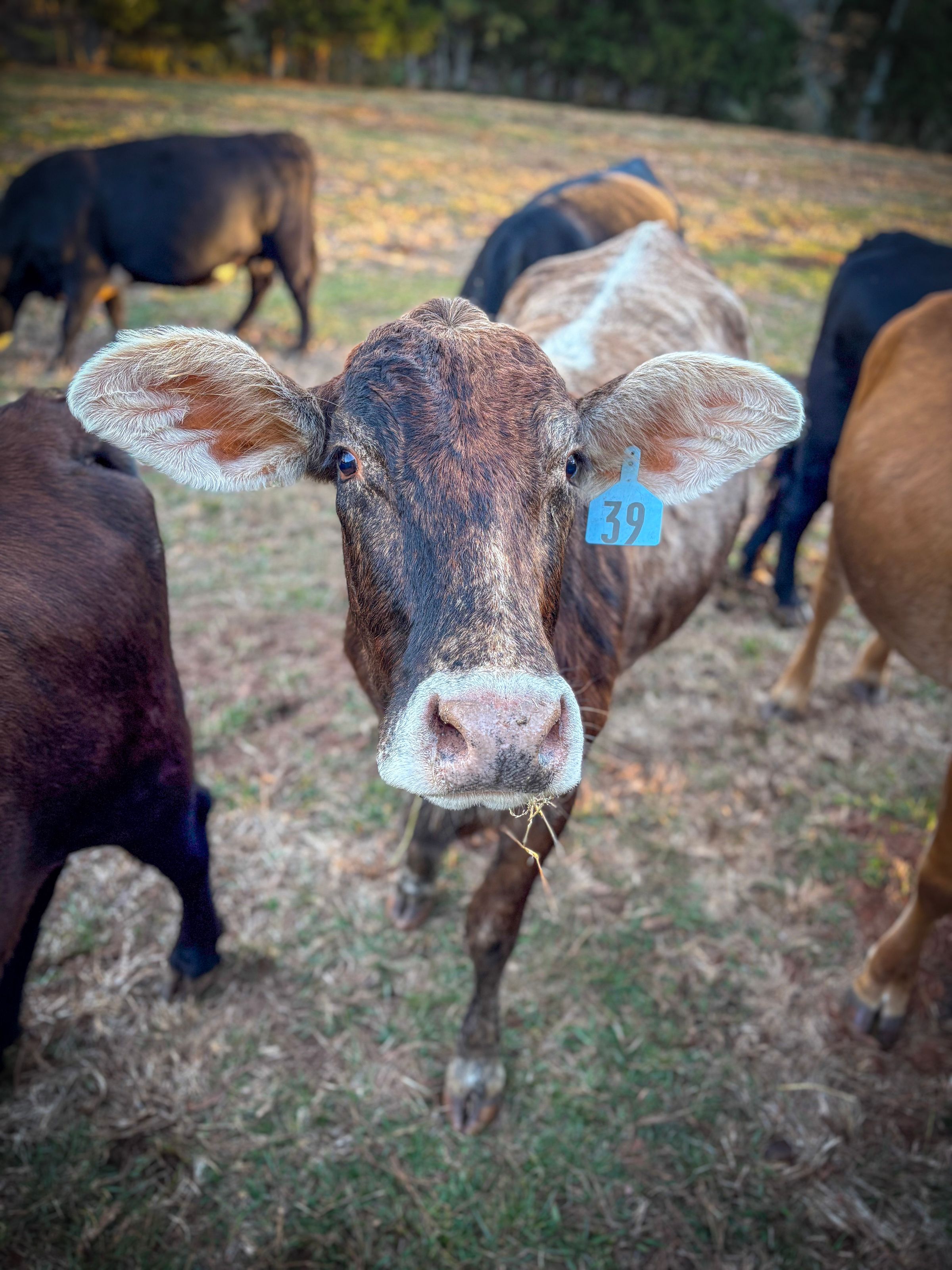 Nineteen Sixty Four Designs 's image