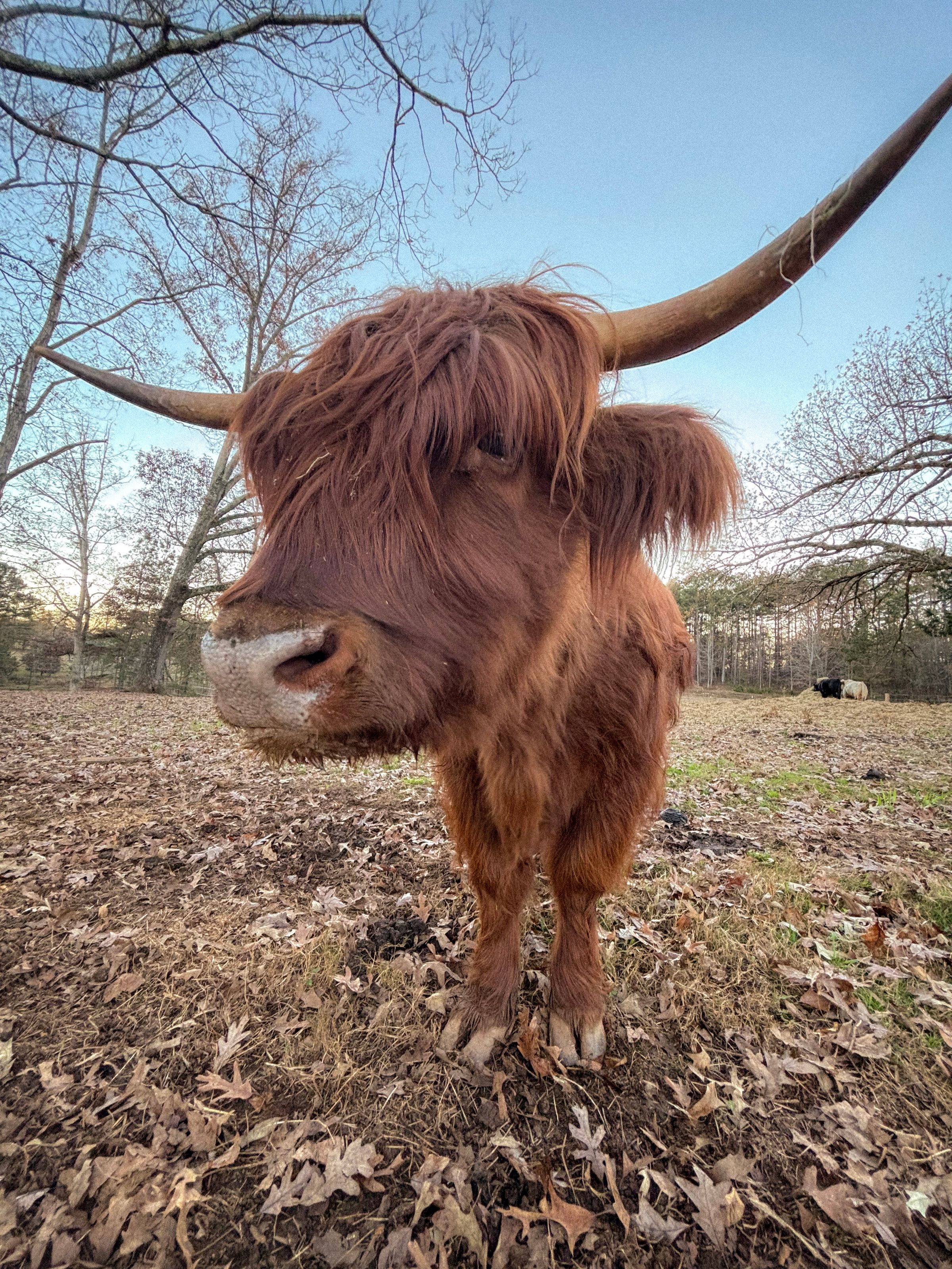 Nineteen Sixty Four Designs 's image