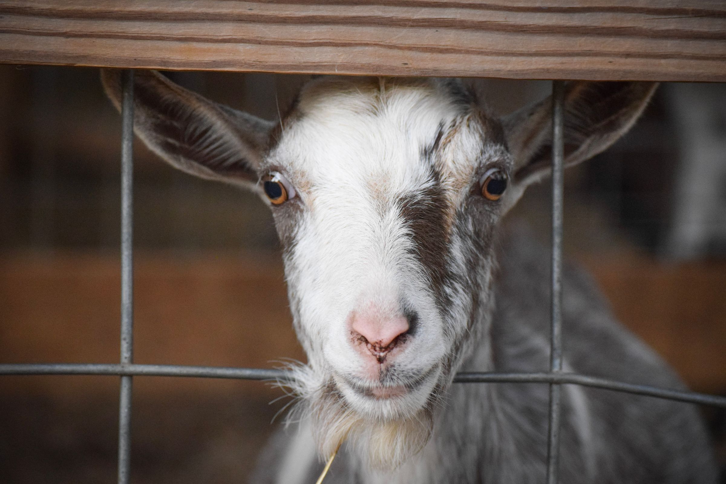 Nineteen Sixty Four Designs 's image