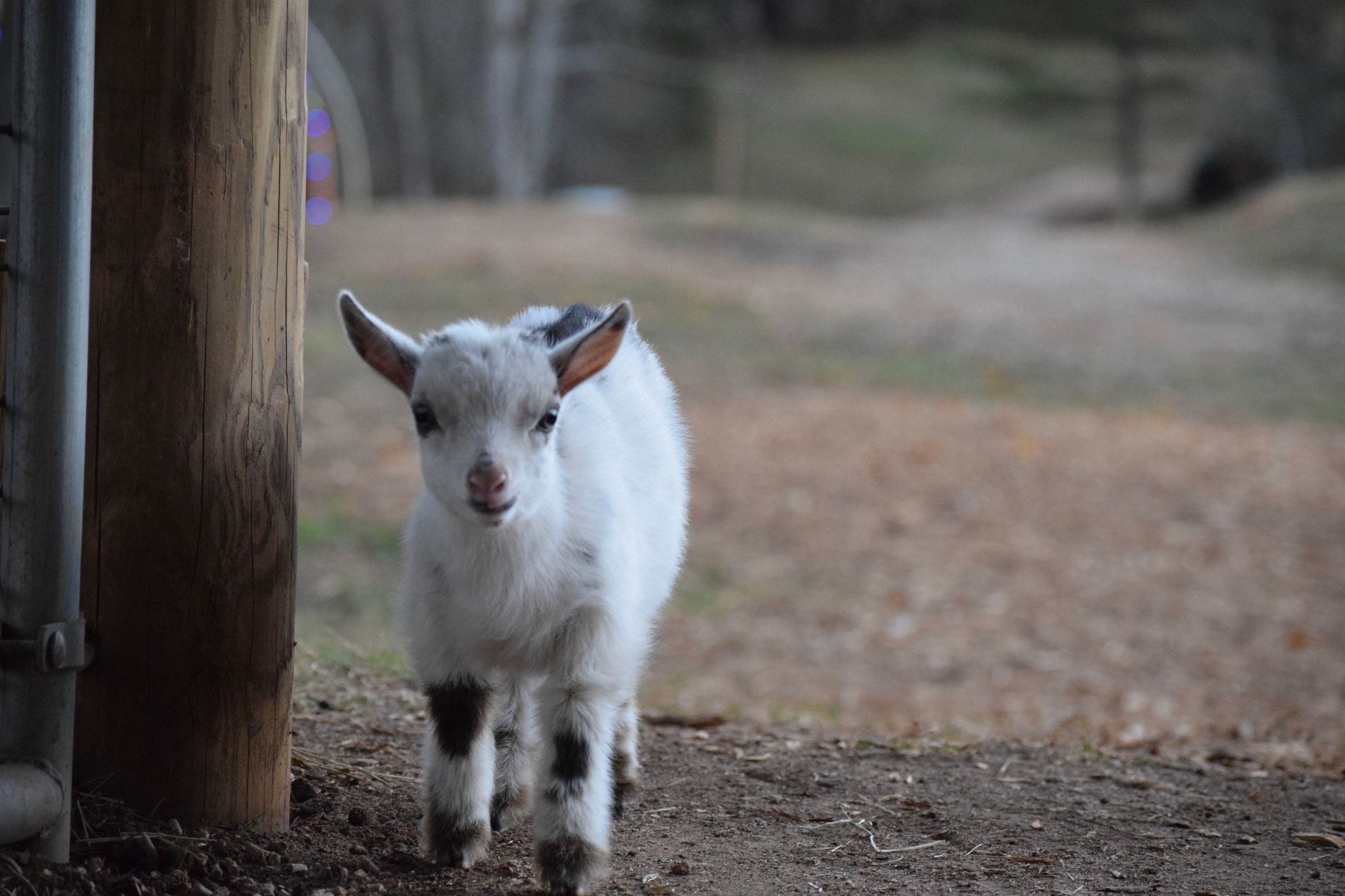 Nineteen Sixty Four Designs 's image