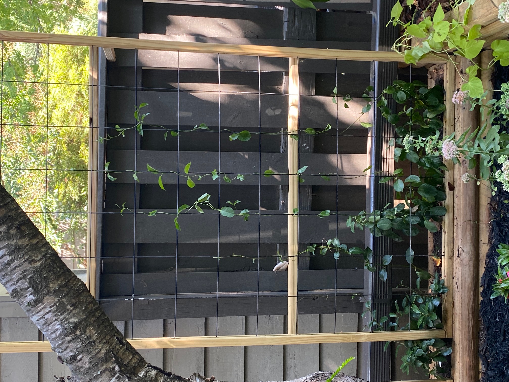 Custom Trellis 1
