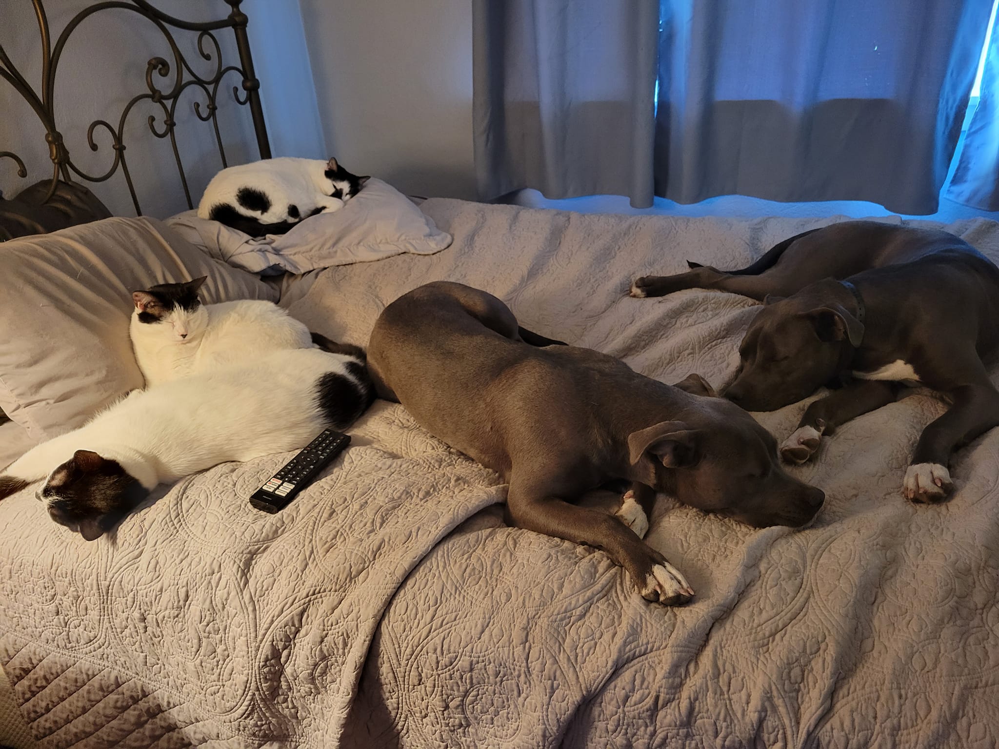 MELISSA A. COLLIER's image