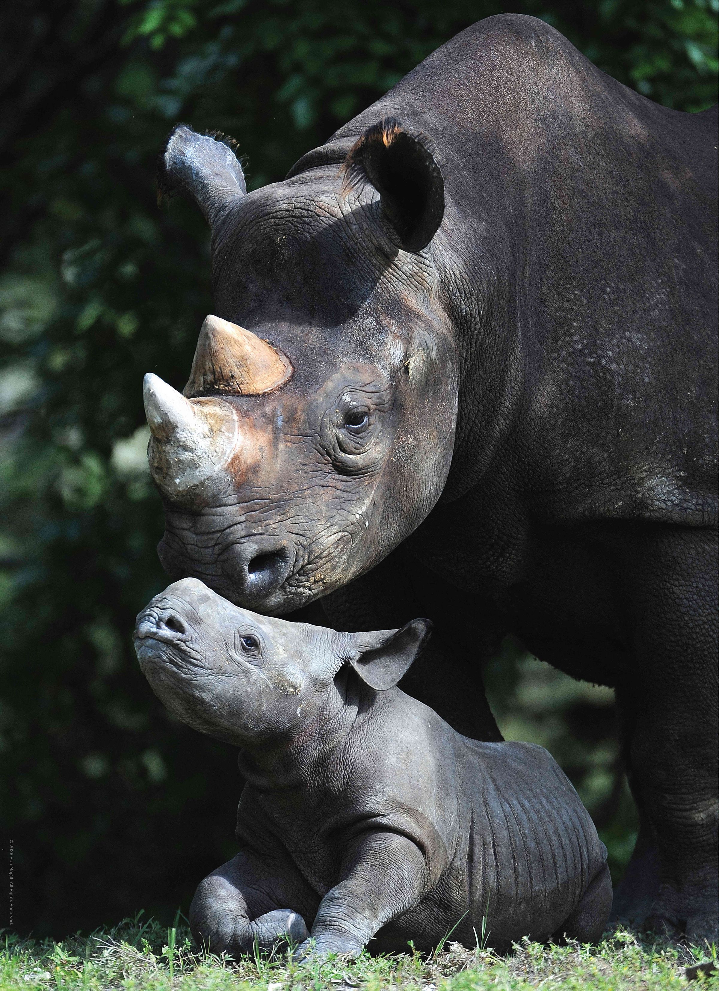 Edgewood Puzzle's image