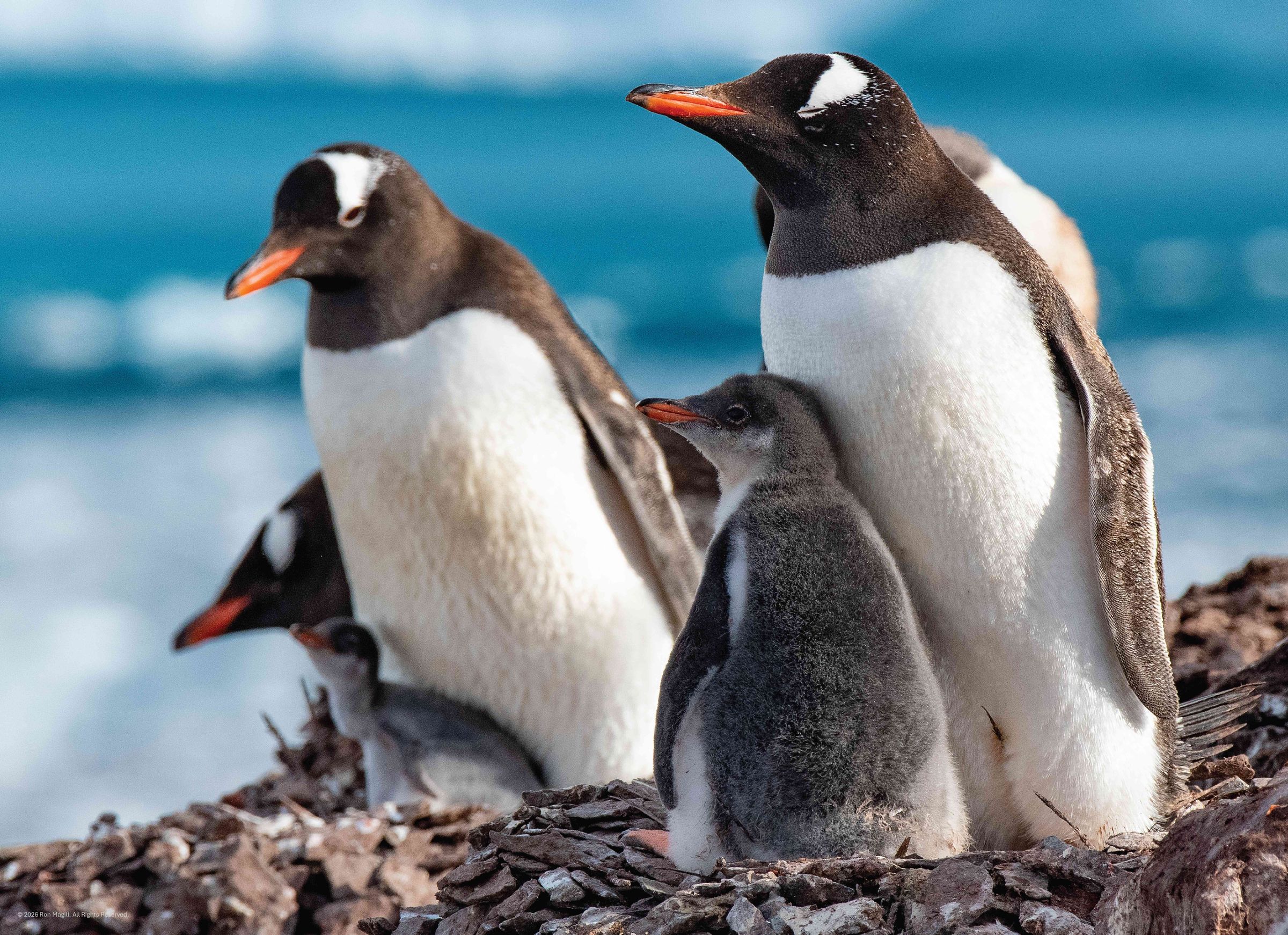 Edgewood Puzzle's image