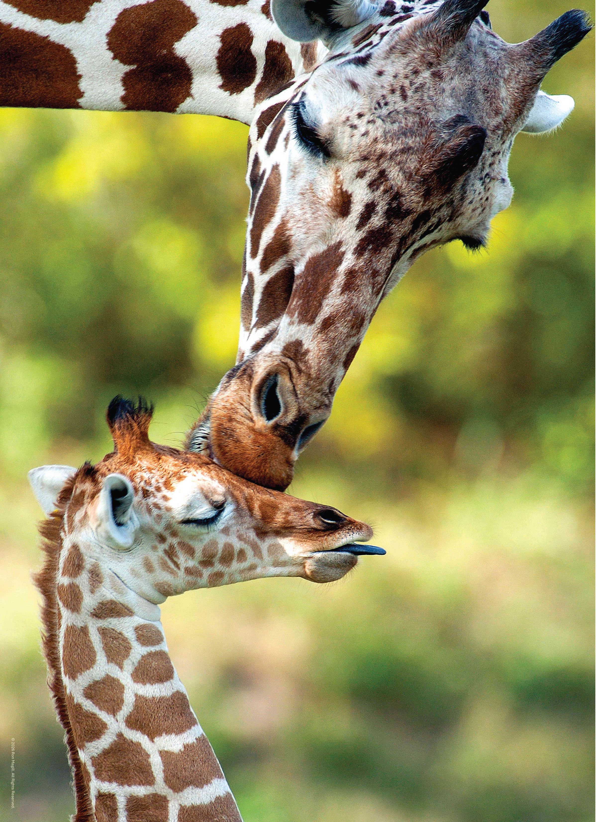 Edgewood Puzzle's image