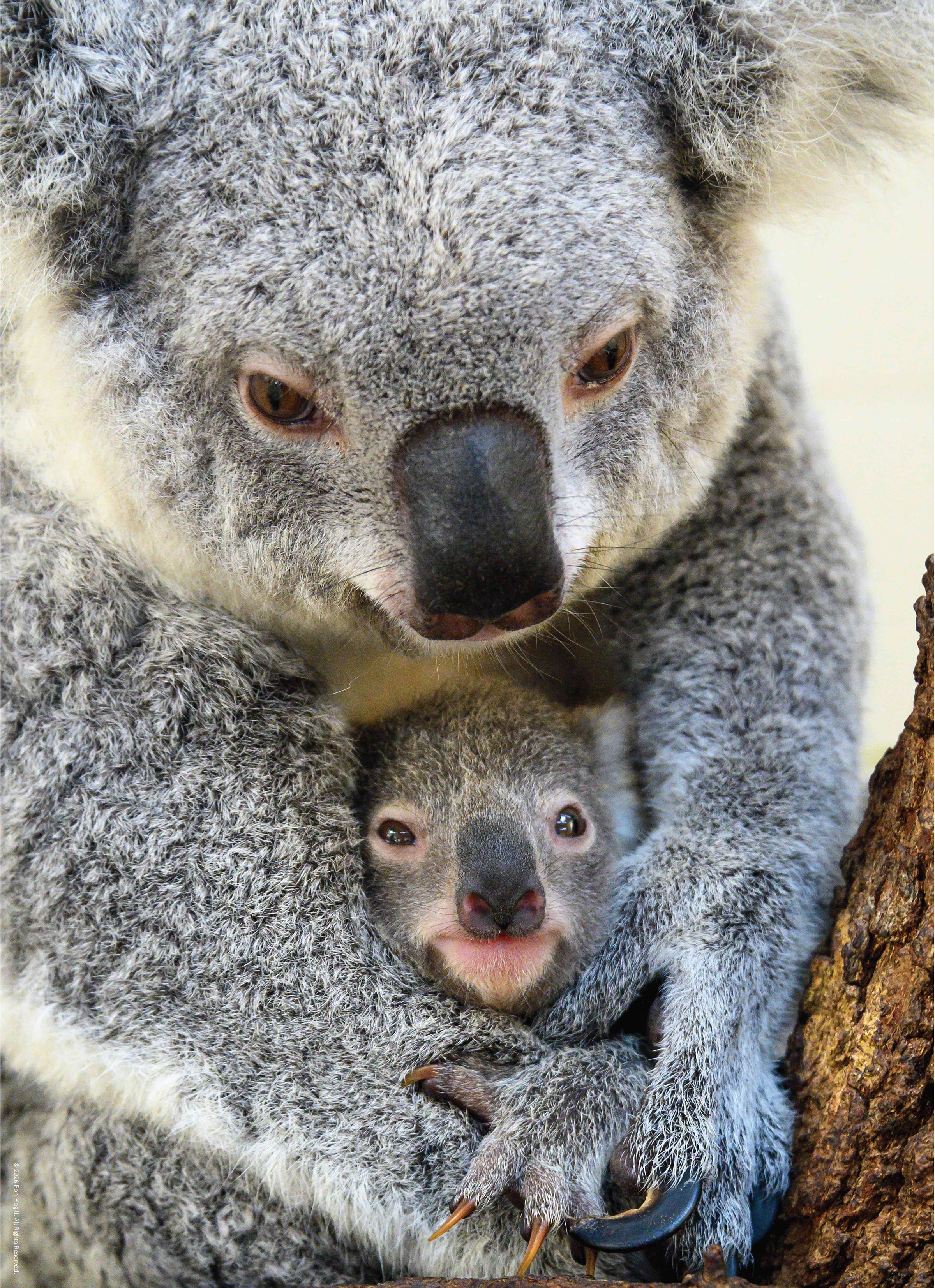 Edgewood Puzzle's image