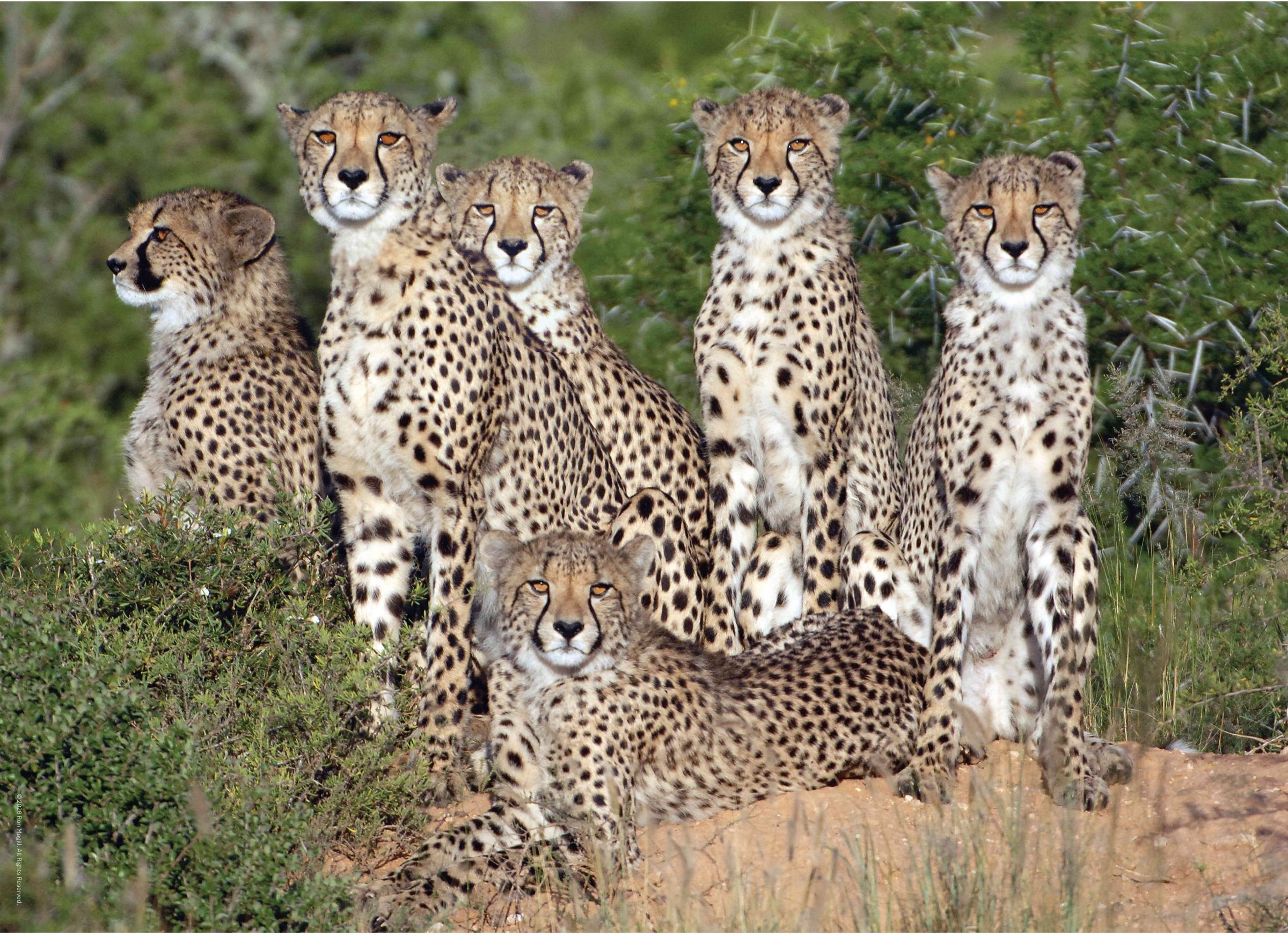 Edgewood Puzzle's image