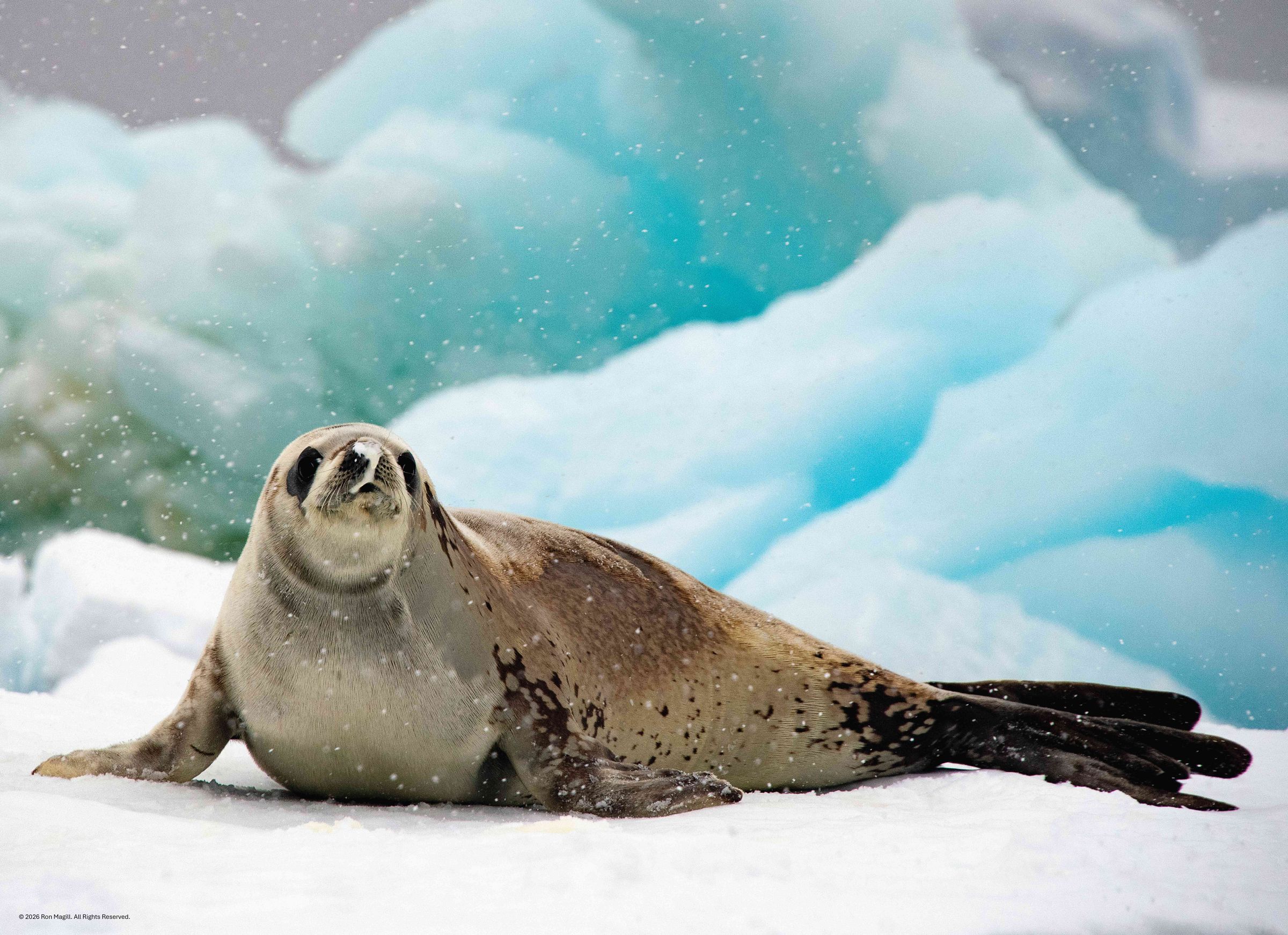 Edgewood Puzzle's image