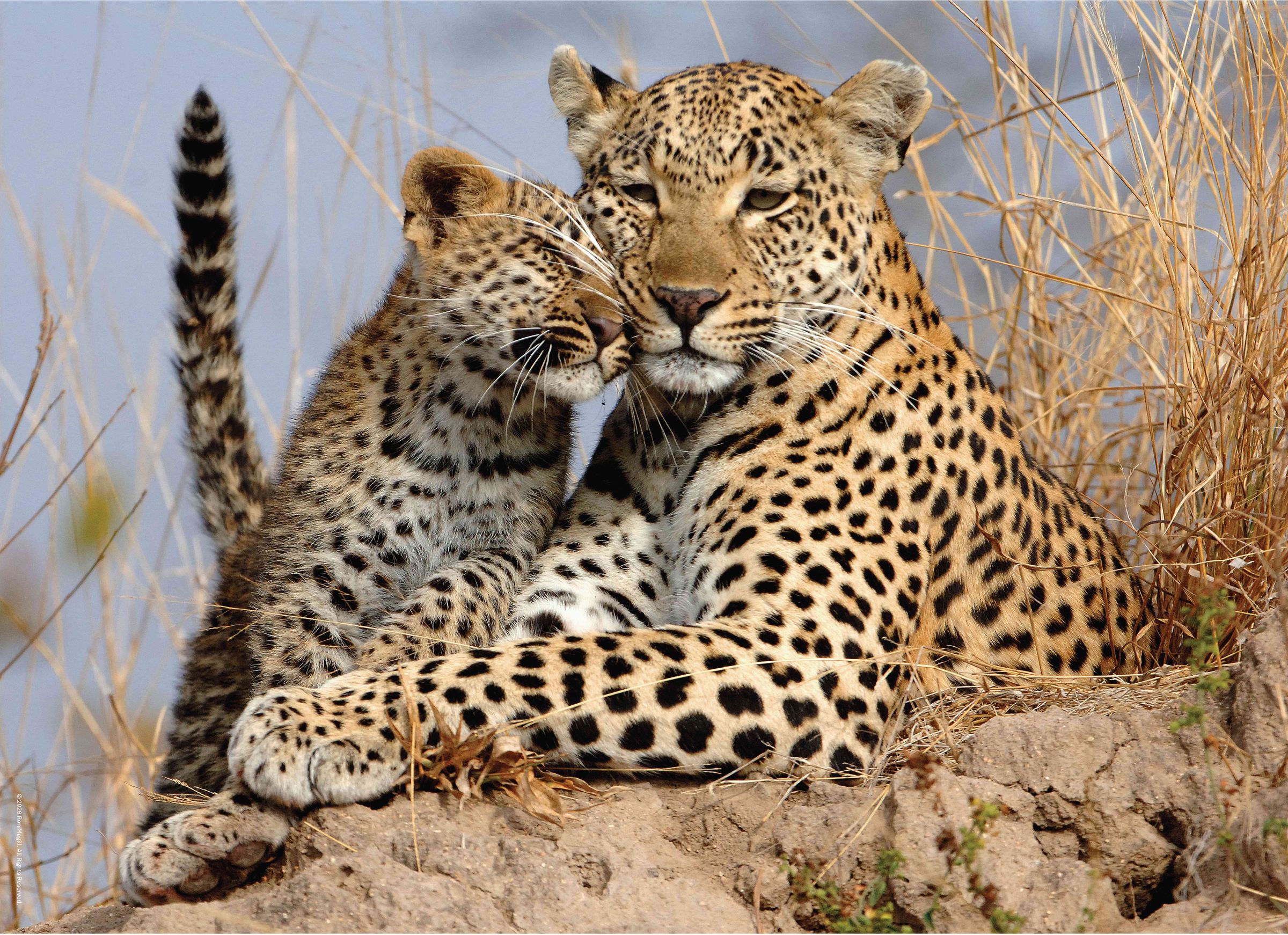 Edgewood Puzzle's image