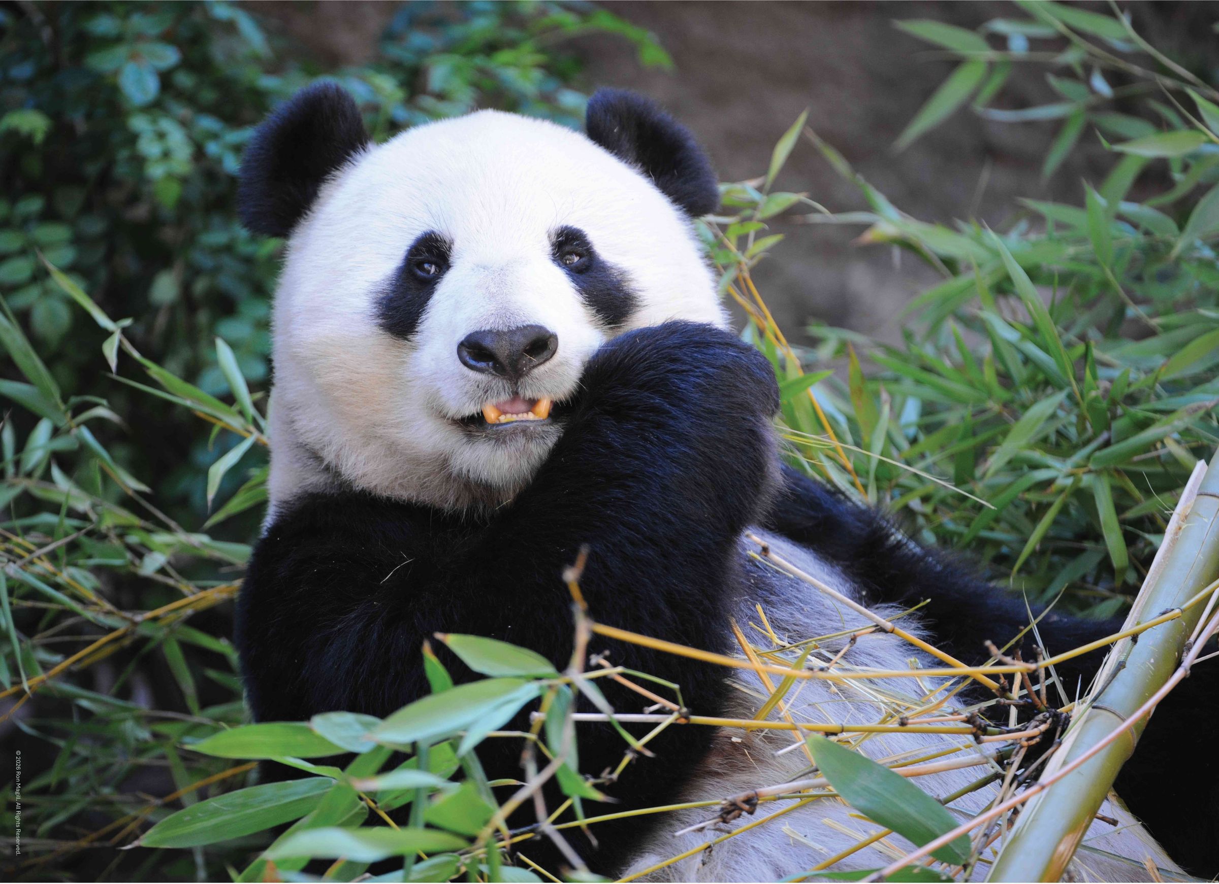 Edgewood Puzzle's image