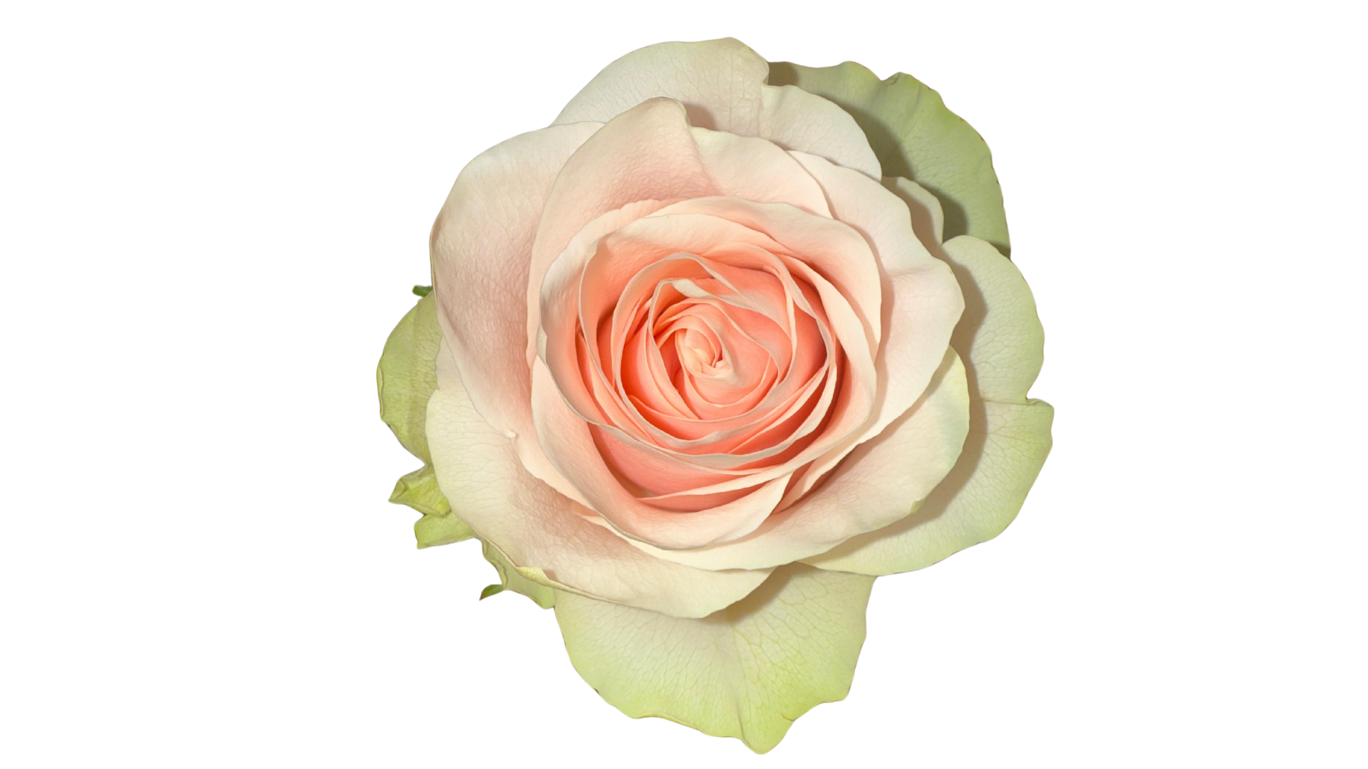 LIGHT PINK - ROSA SUAVE