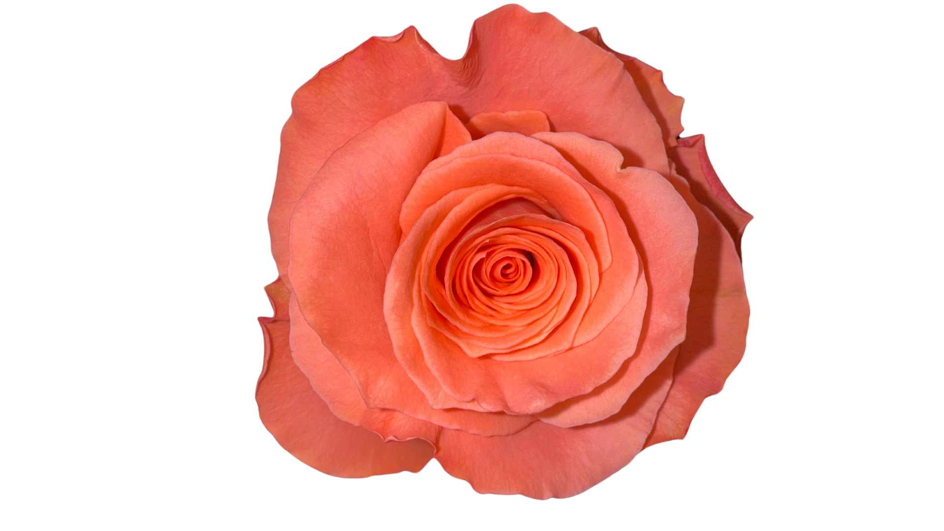 LIGHT PINK - ROSA CORAL SUAVE