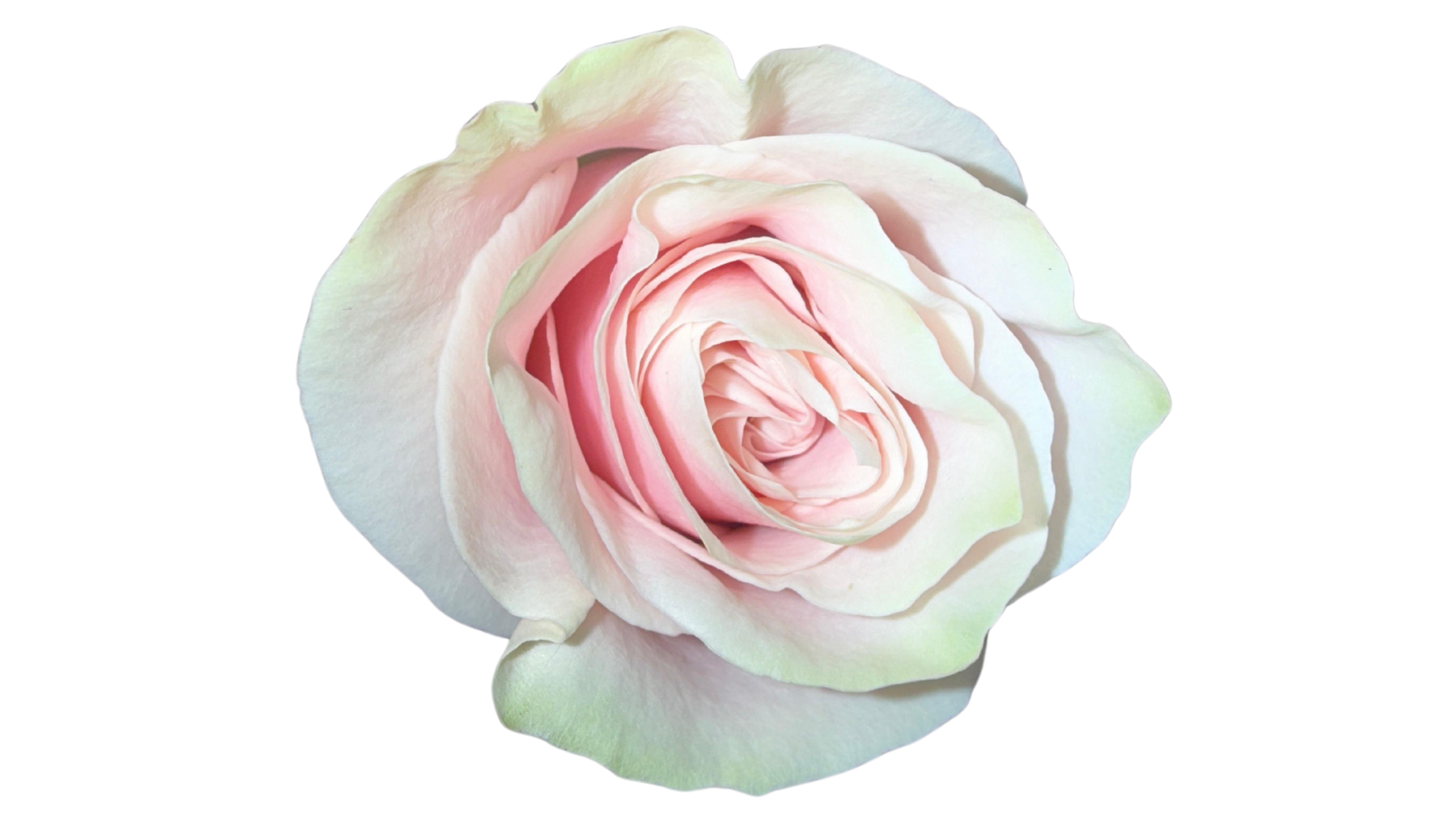 LIGHT PINK - ROSA SUAVE