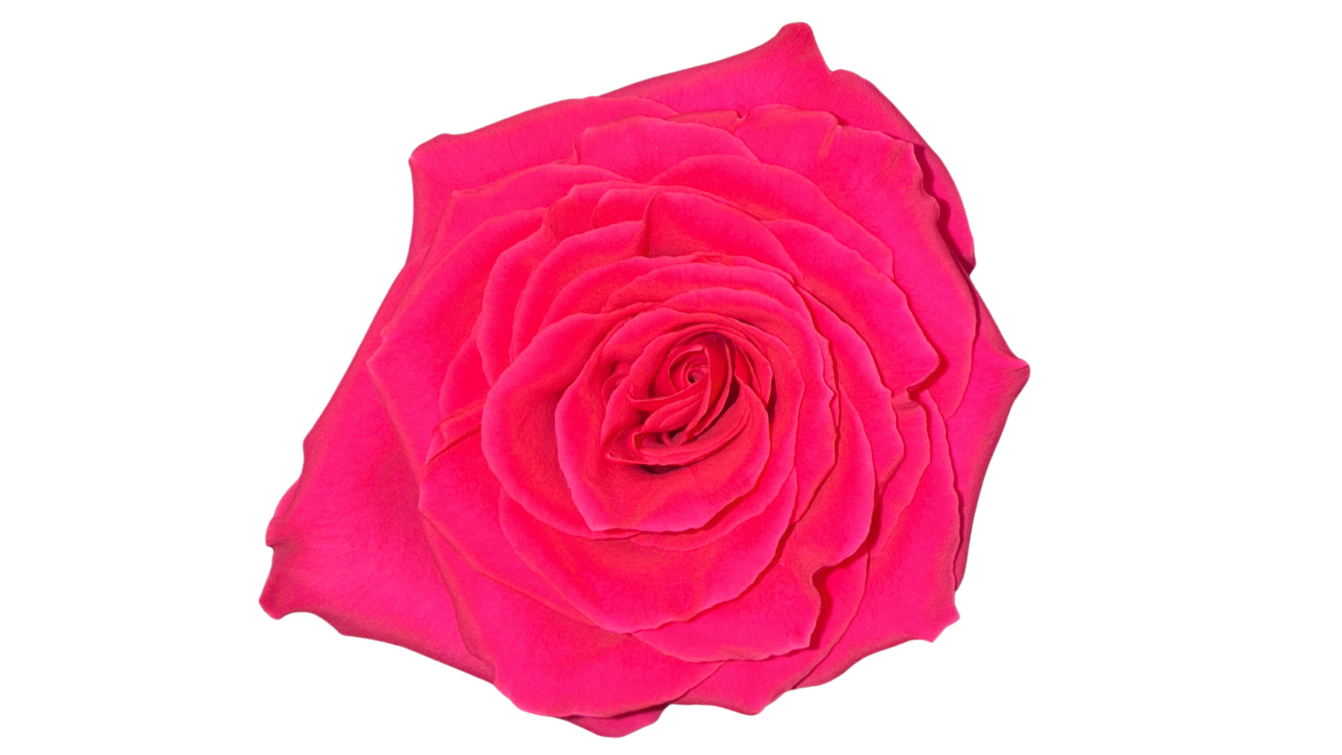 LIGHT PINK BICOLOR - ROSA CLARO