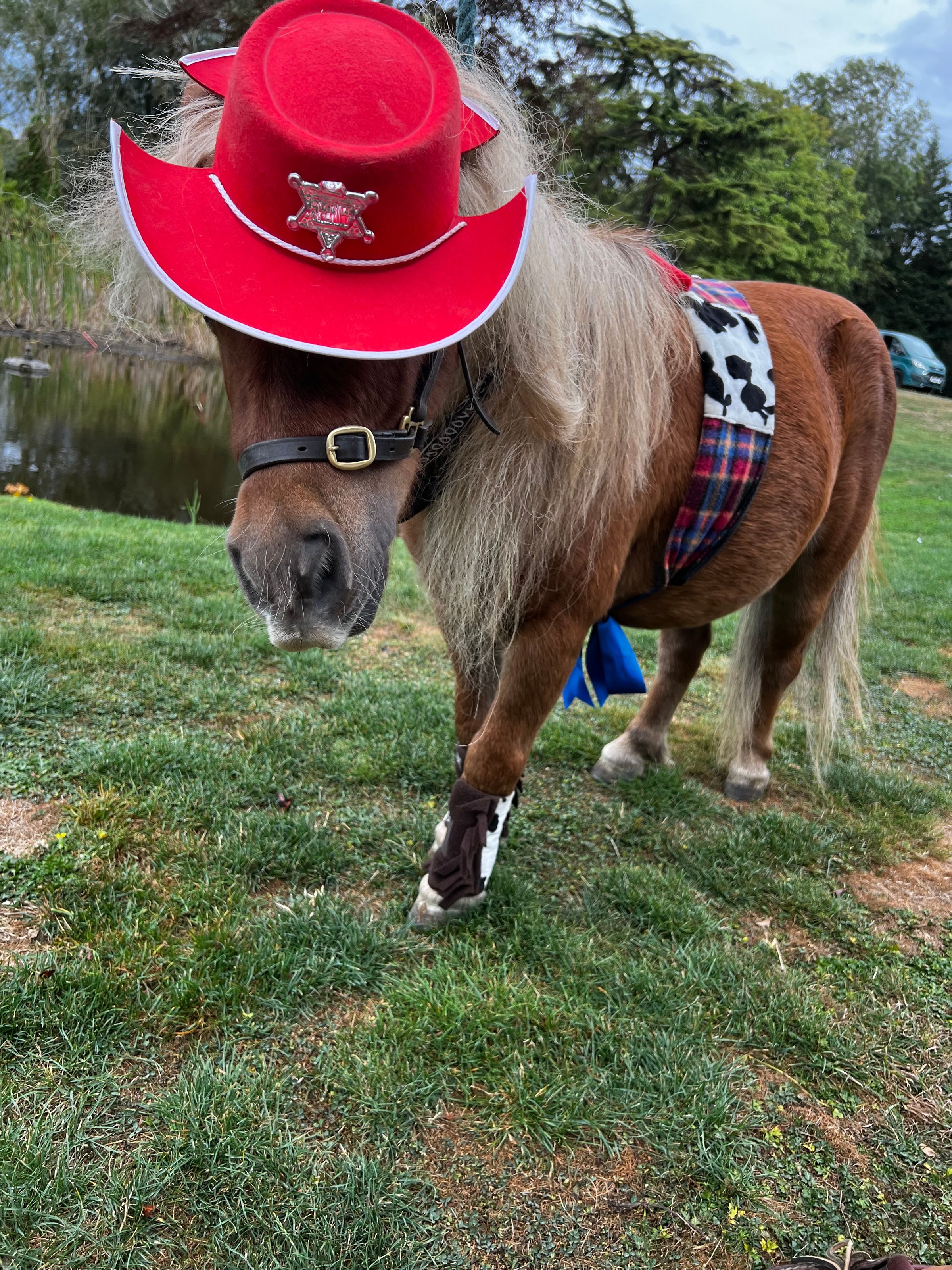 MINI HOOF EVENTS's image