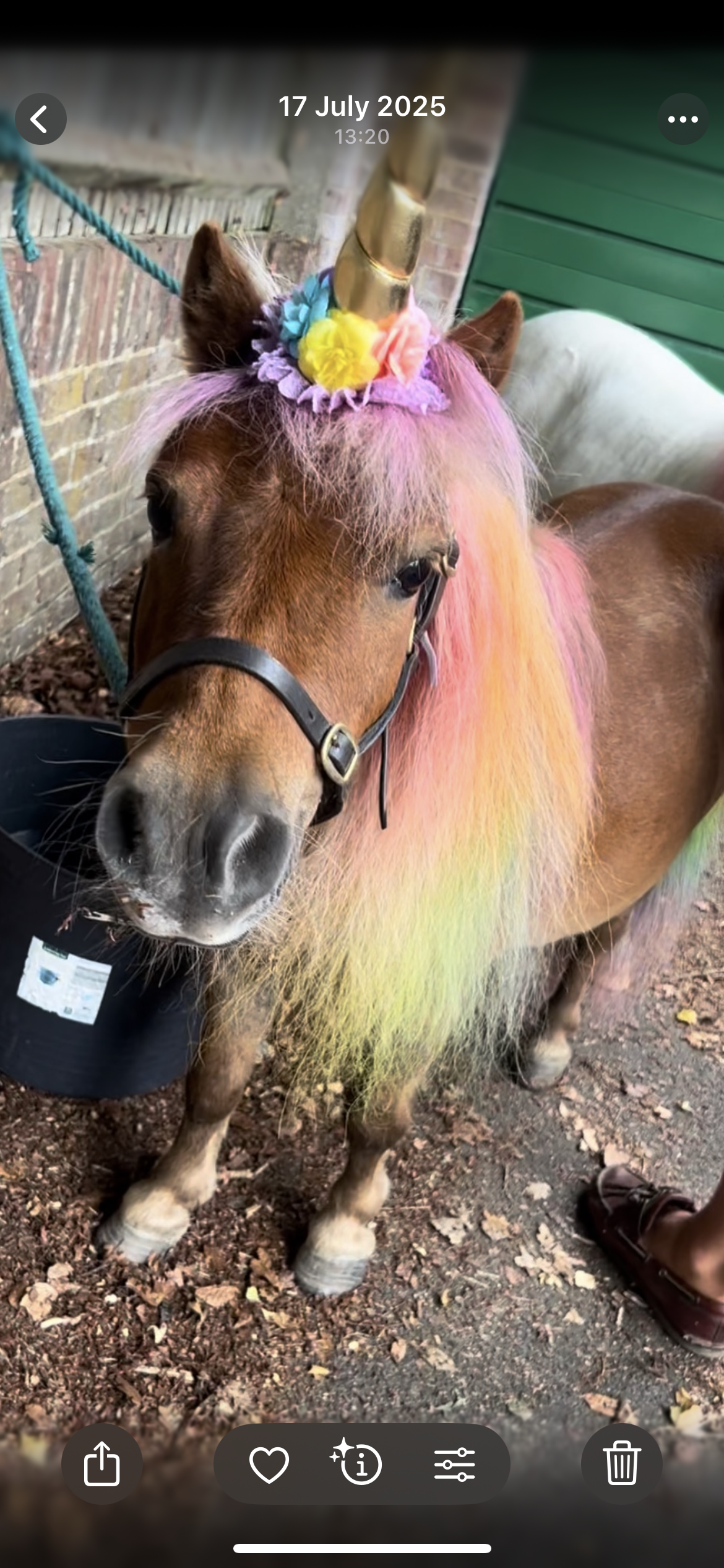 MINI HOOF EVENTS's image