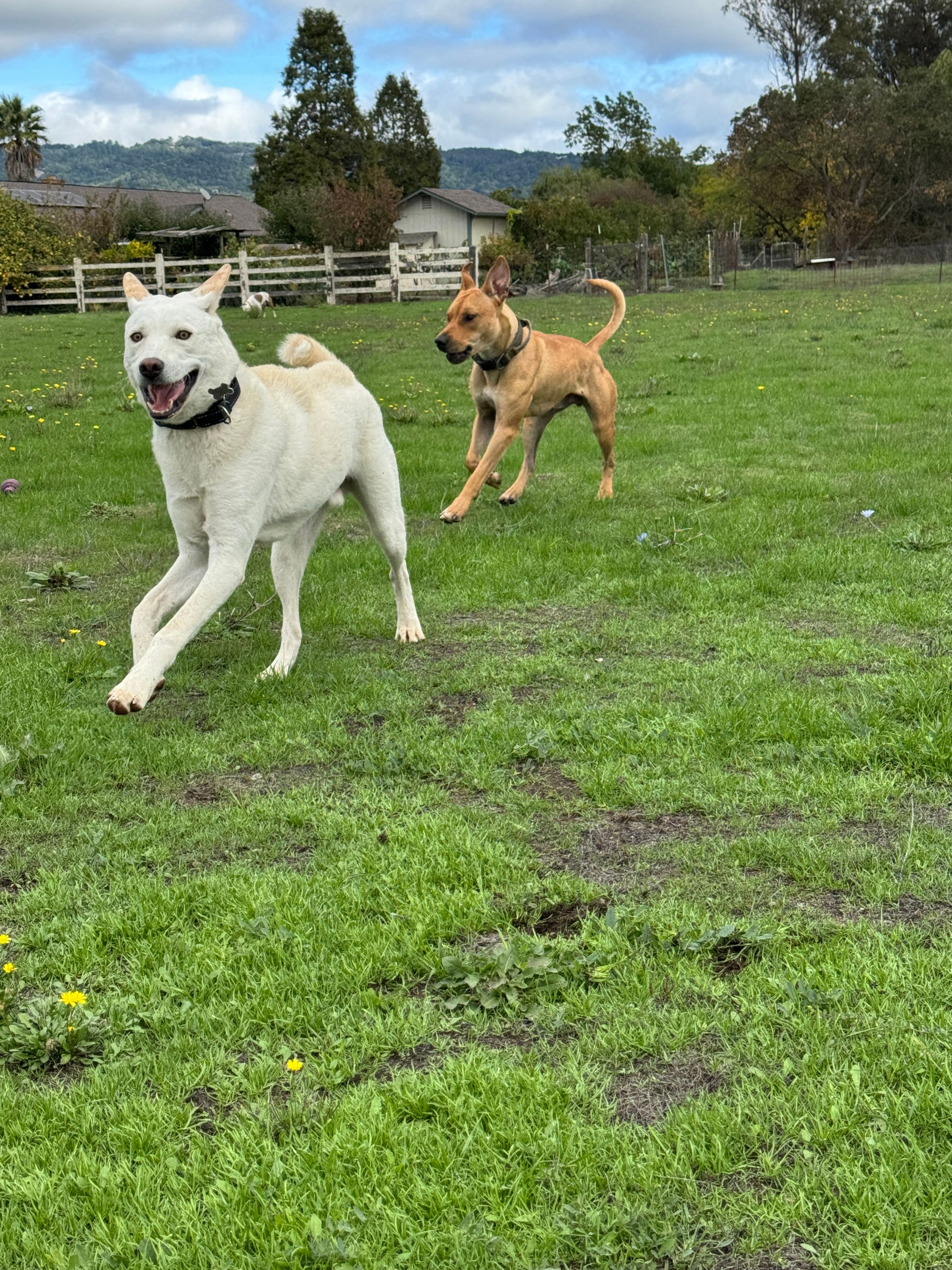 Sonoma County Dogs's image