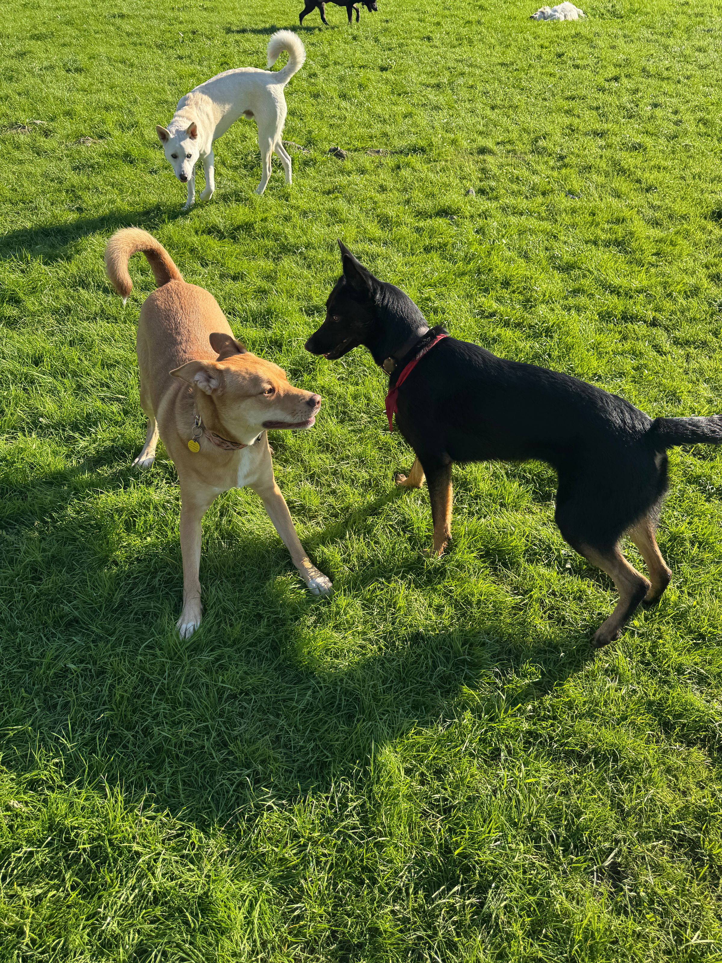 Sonoma County Dogs's image