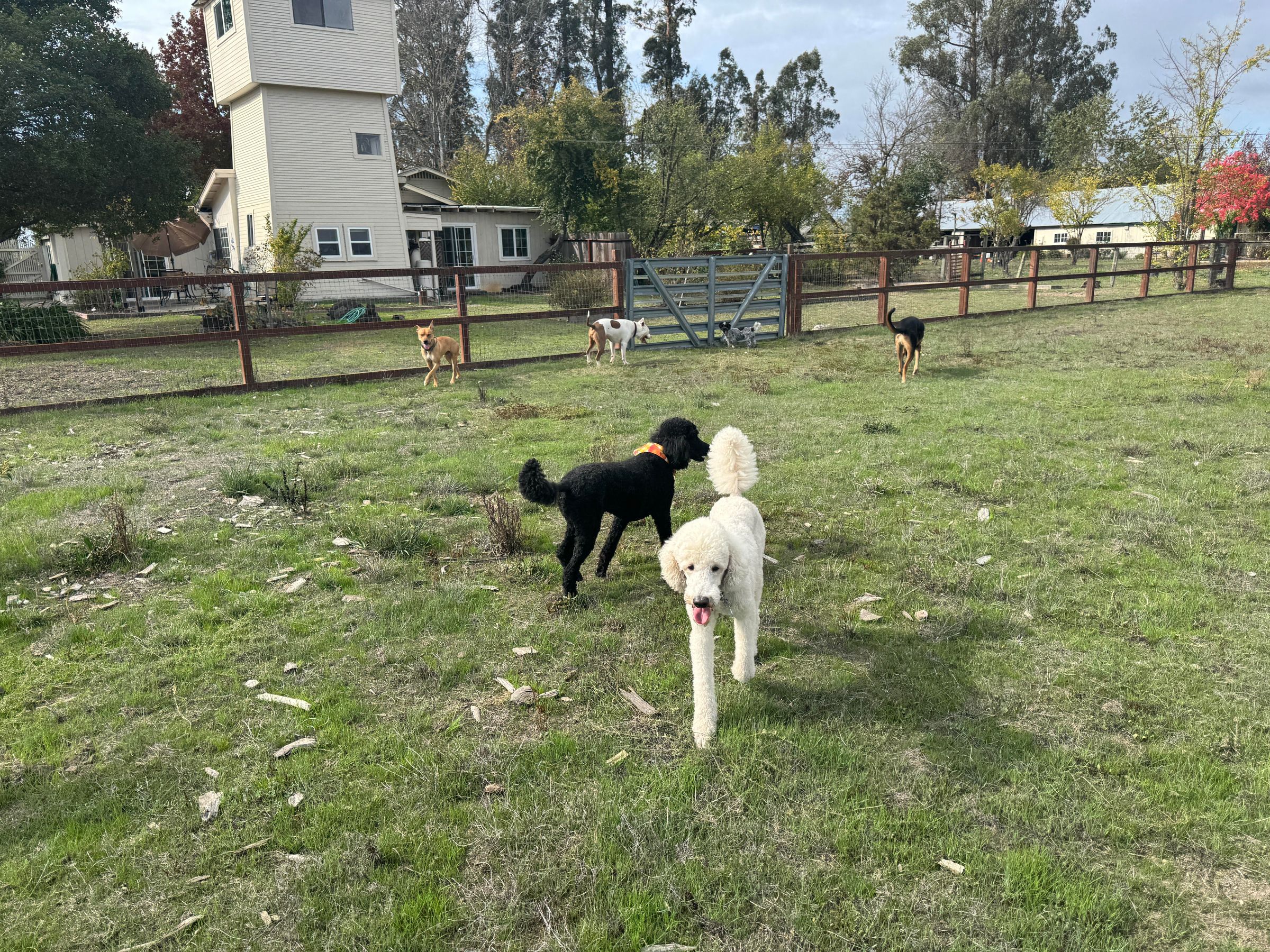Sonoma County Dogs's image