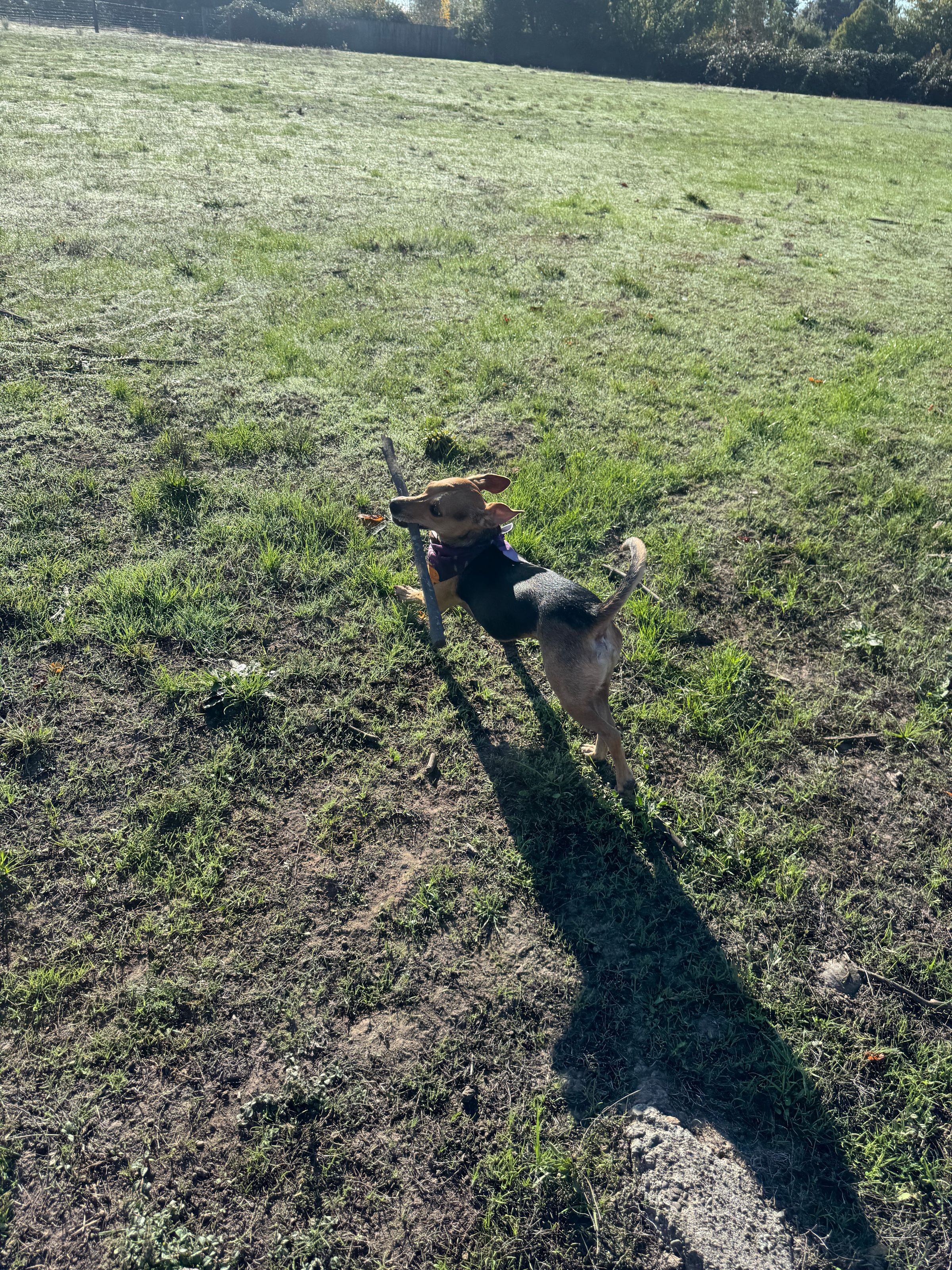 Sonoma County Dogs's image