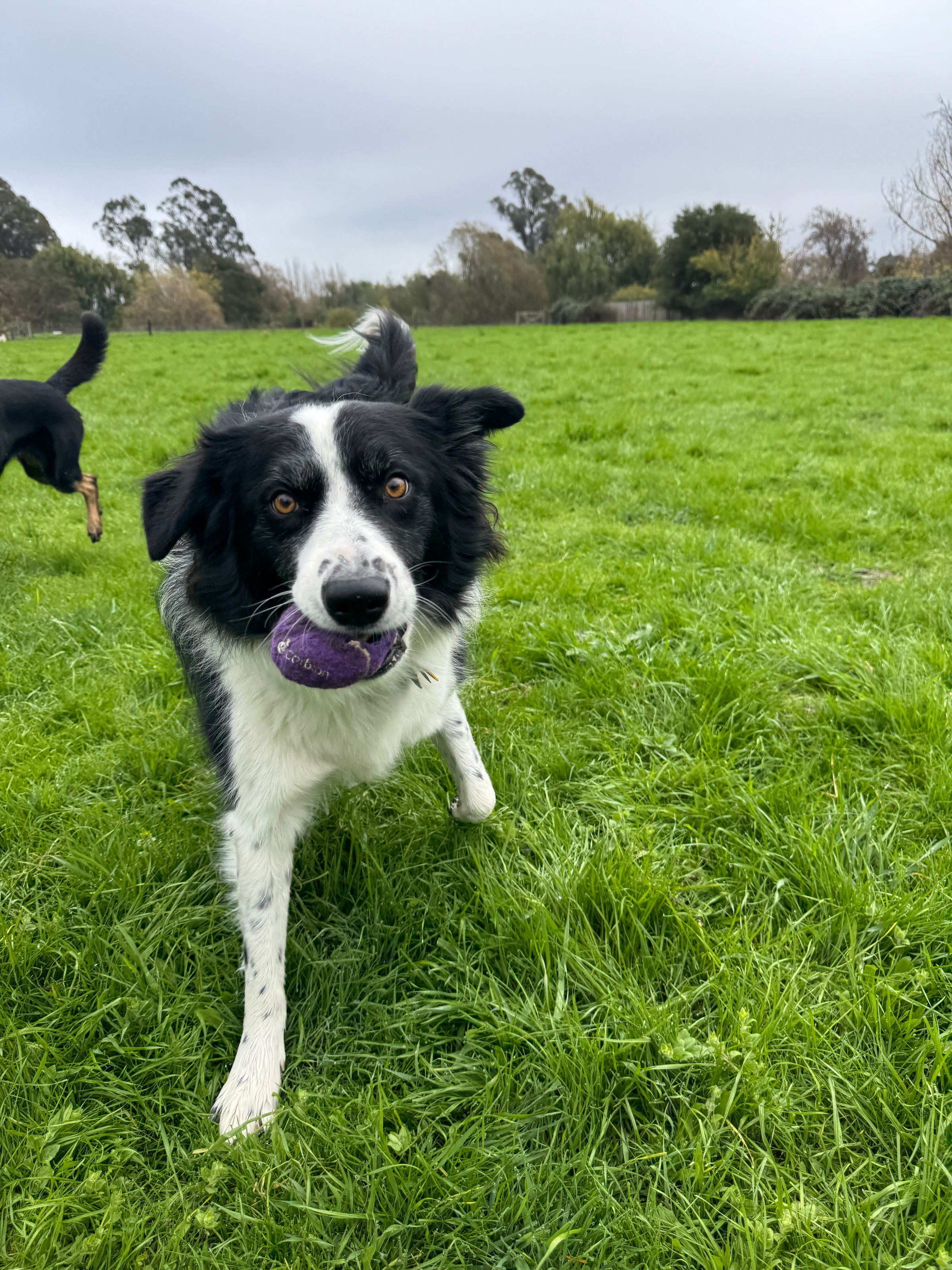 Sonoma County Dogs's image