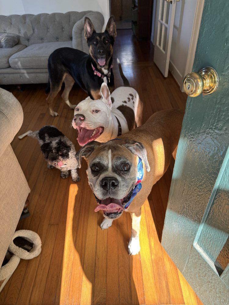 Sonoma County Dogs's image