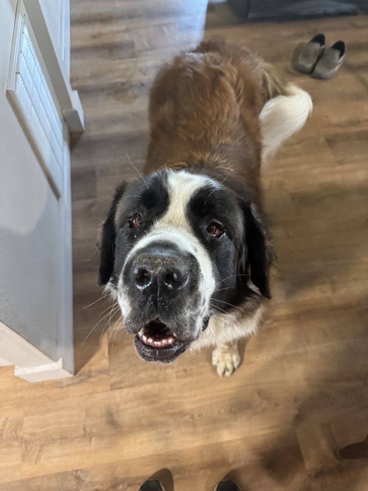 Sonoma County Dogs's image