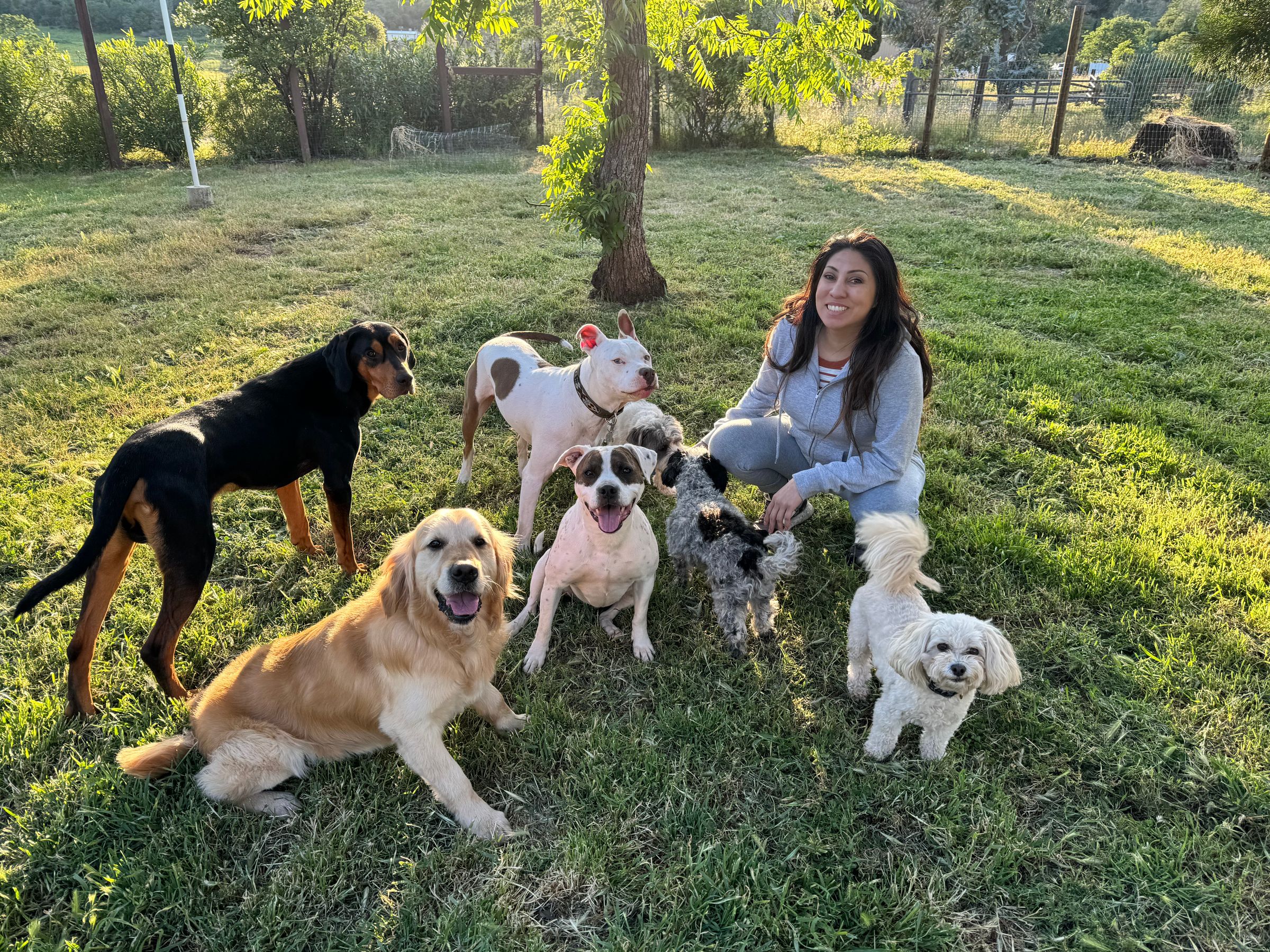 Sonoma County Dogs's image