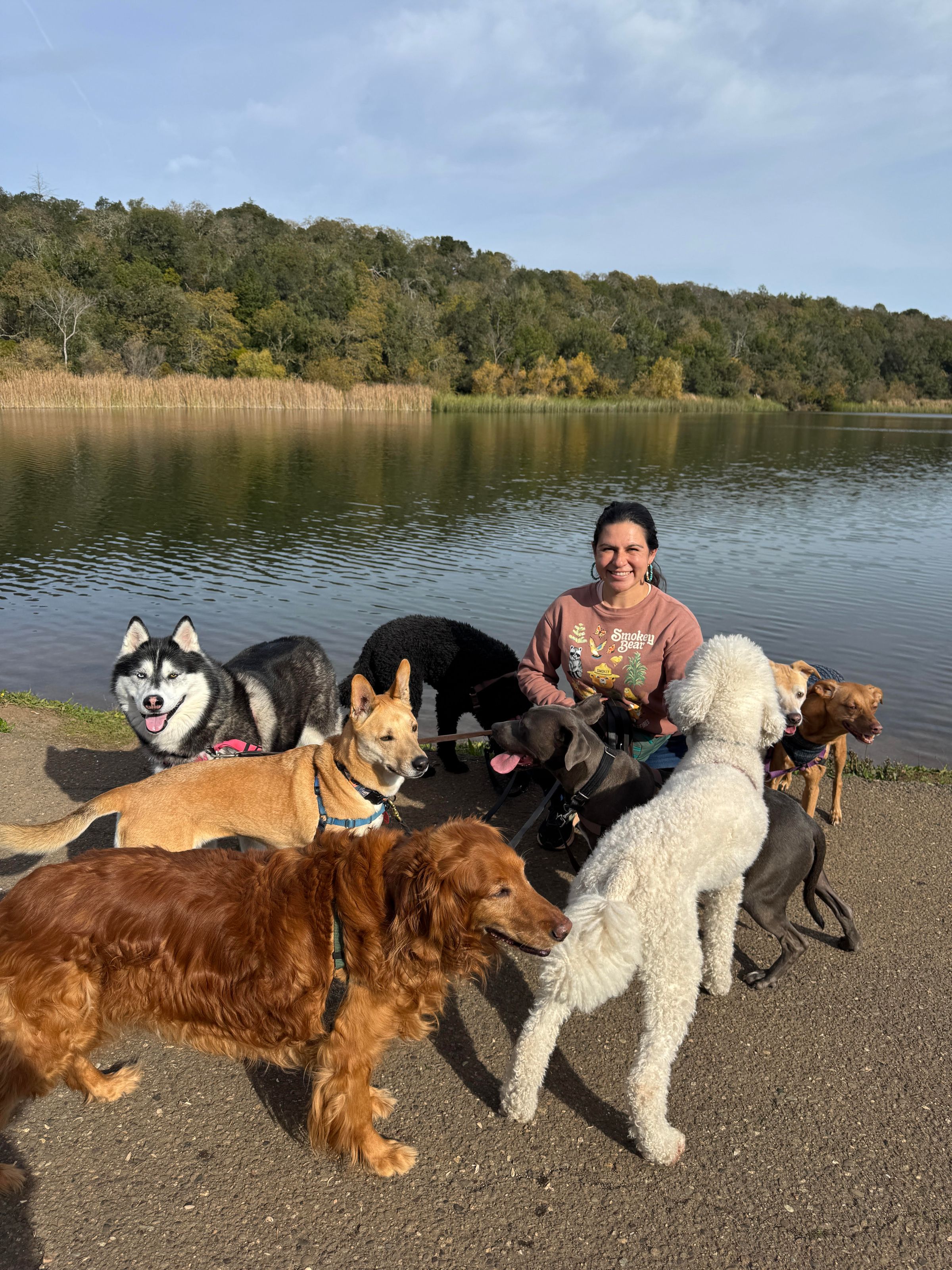 Sonoma County Dogs's image