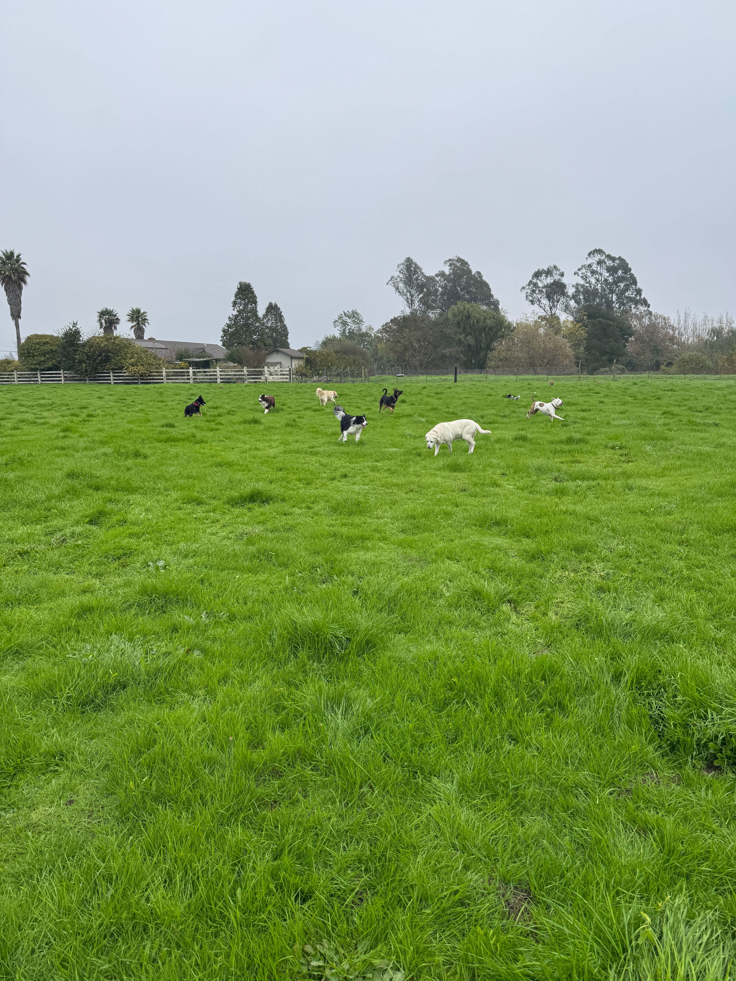 Sonoma County Dogs's image