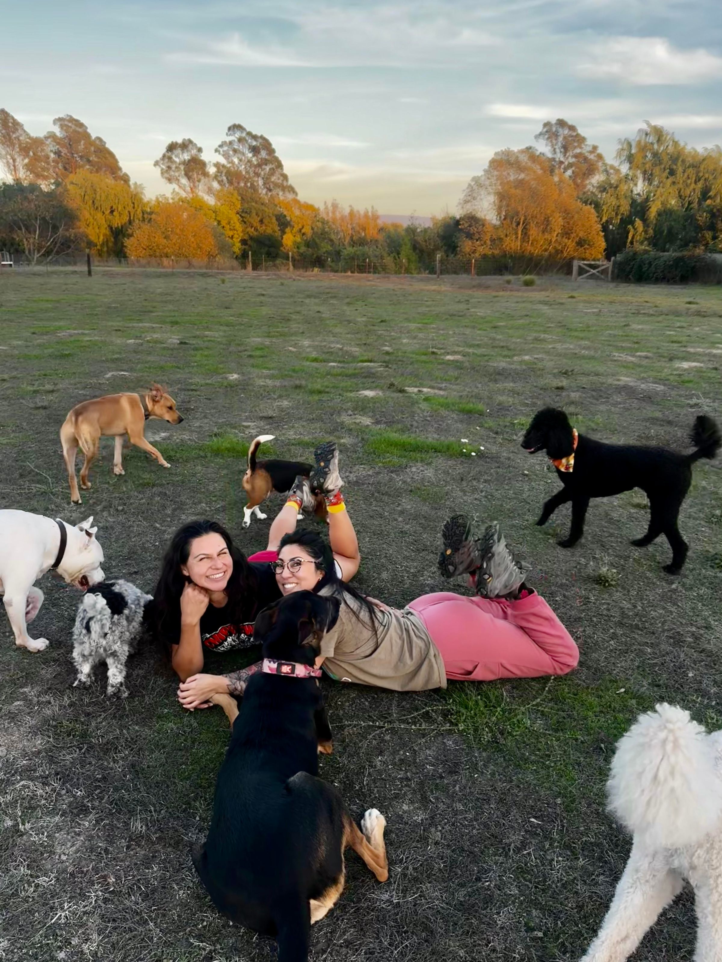 Sonoma County Dogs's image