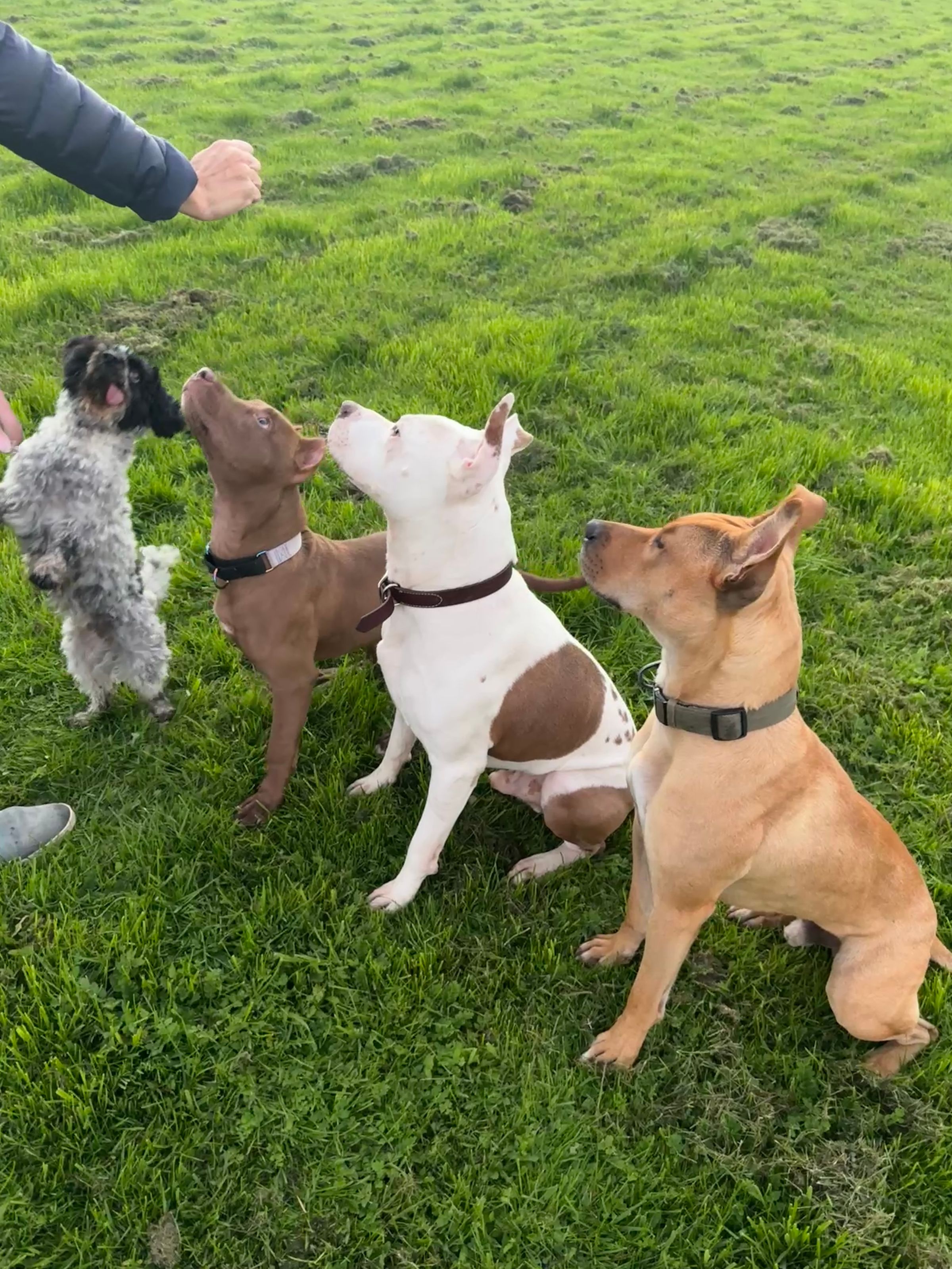 Sonoma County Dogs's image