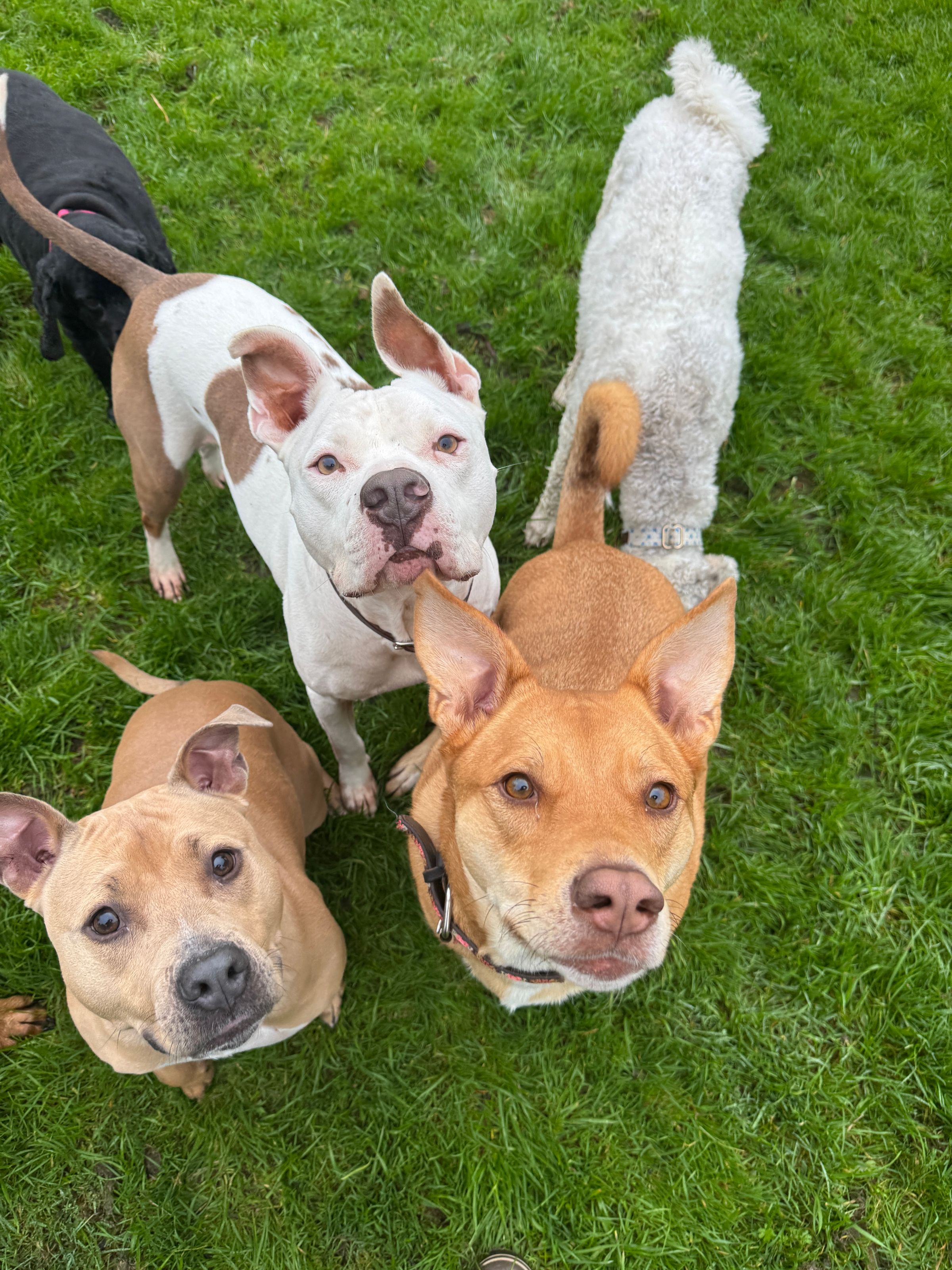 Sonoma County Dogs's image