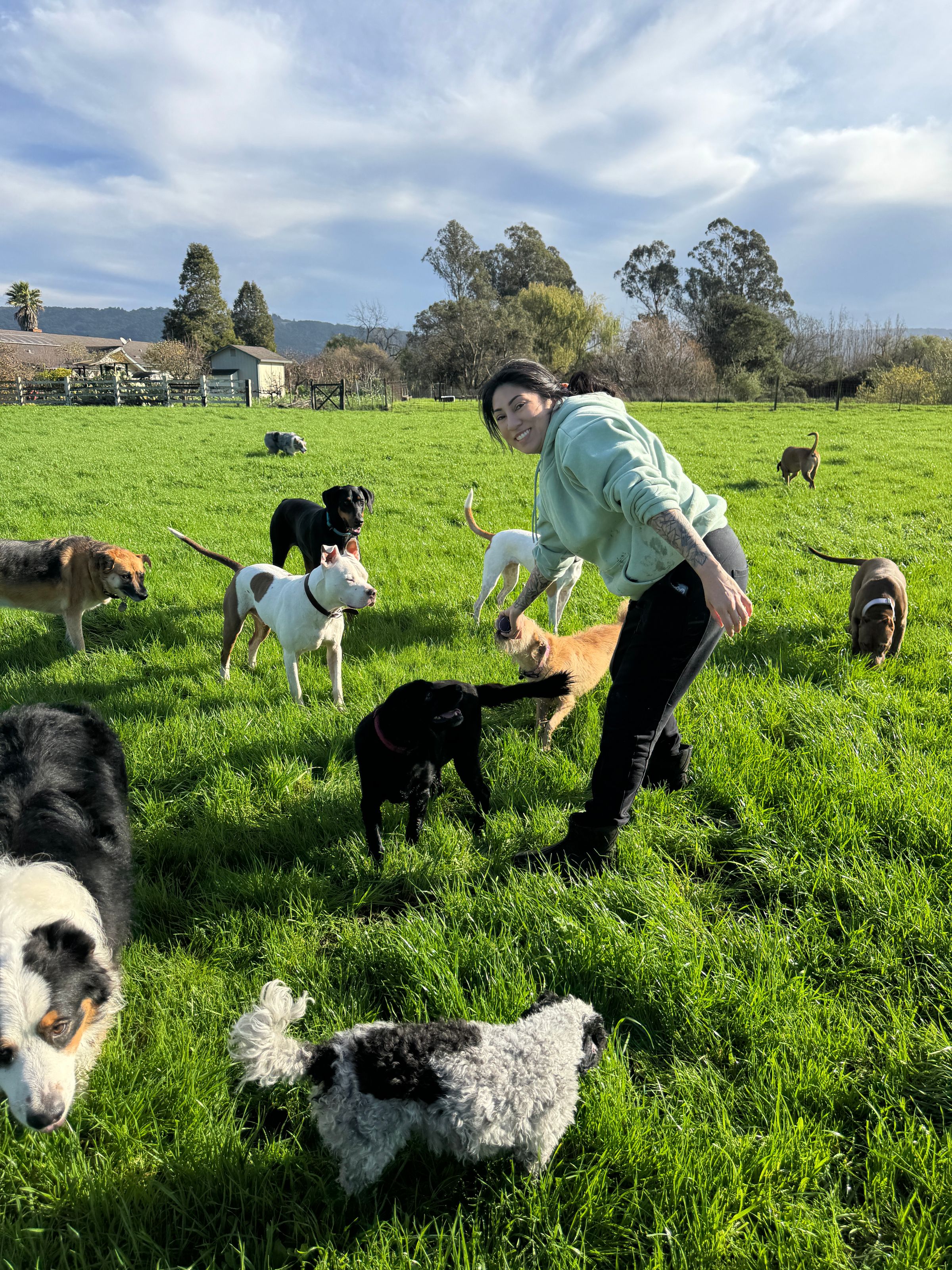 Sonoma County Dogs's image