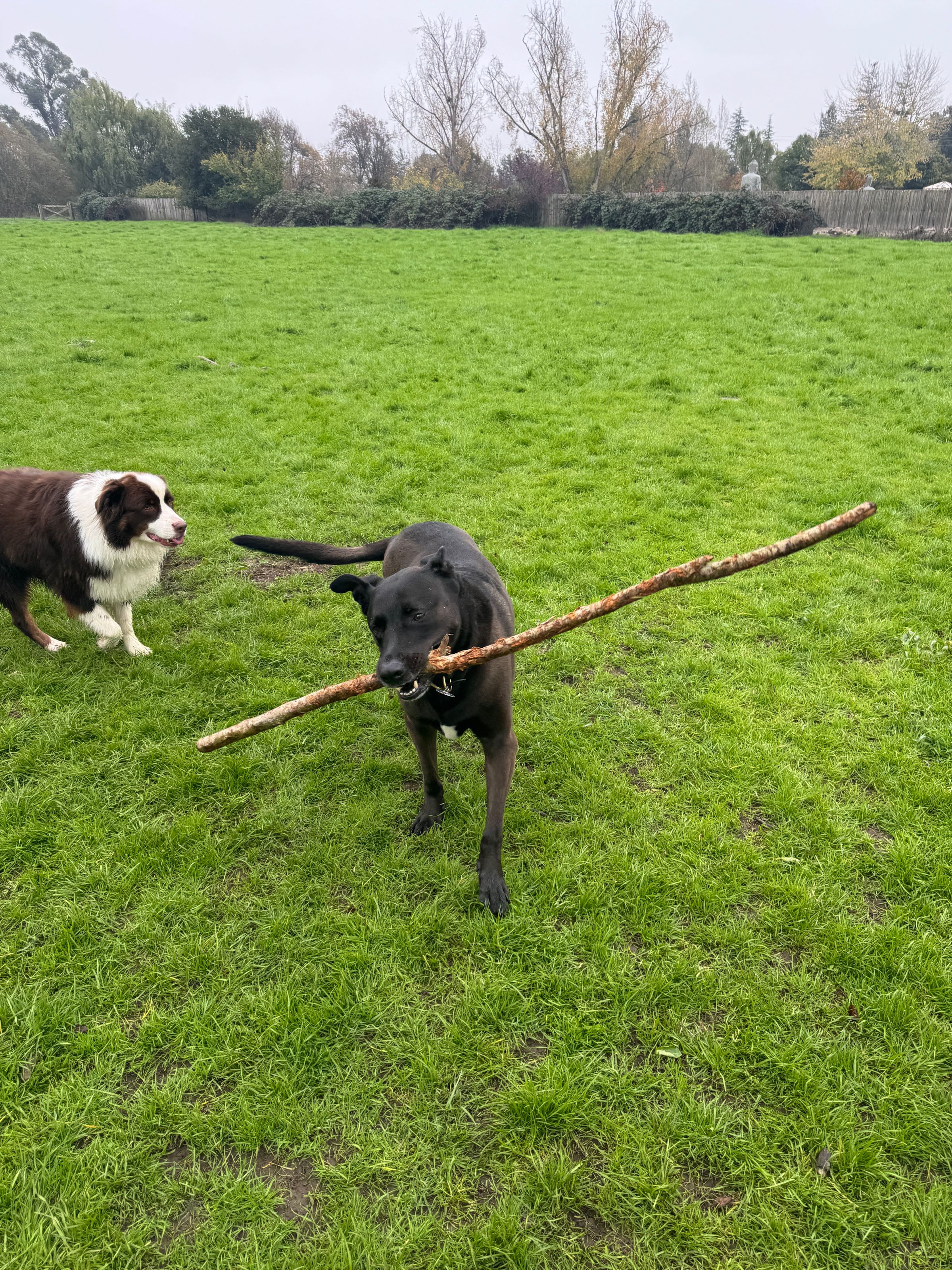 Sonoma County Dogs's image