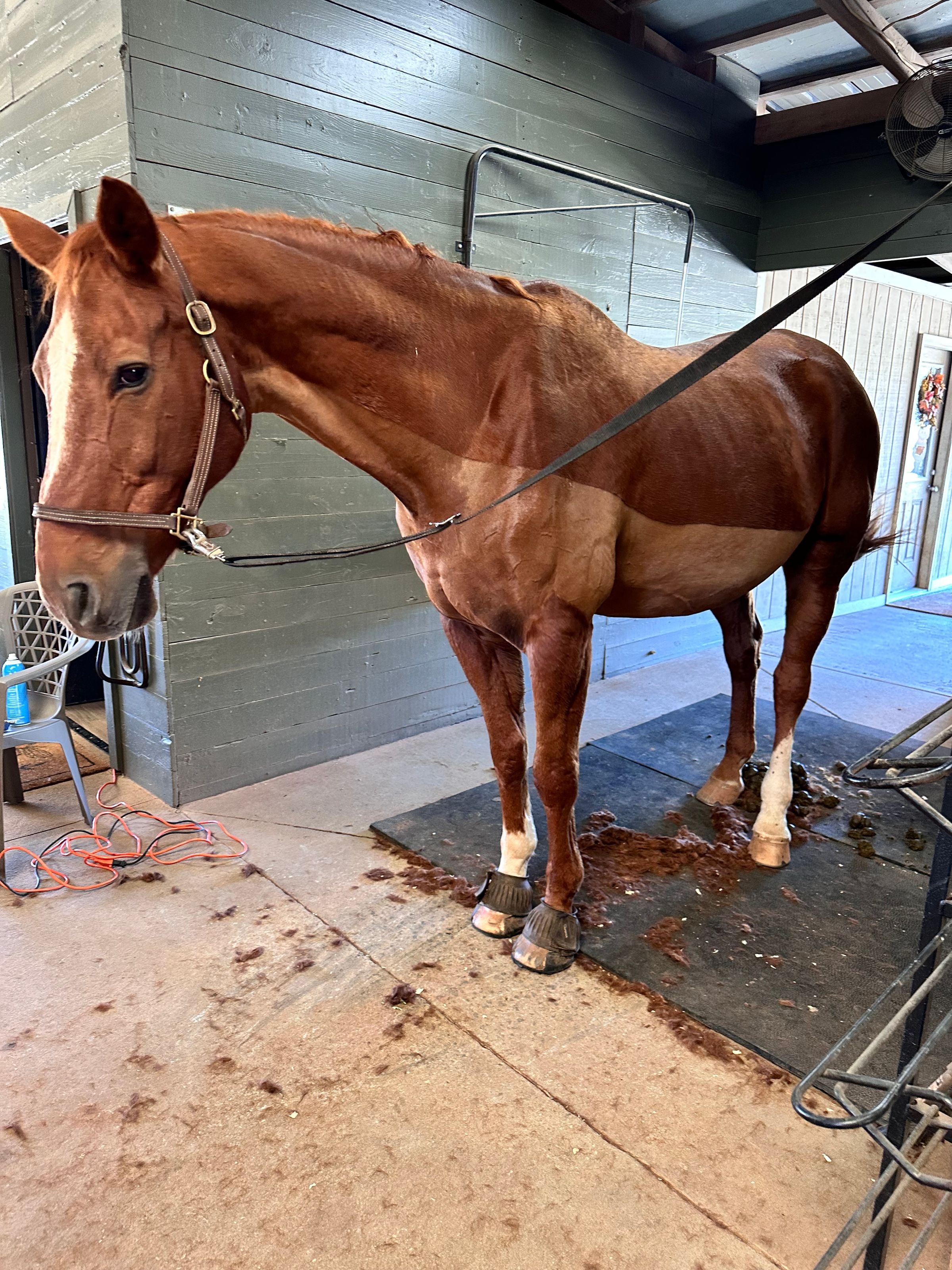 Coastal Equine comfort's image